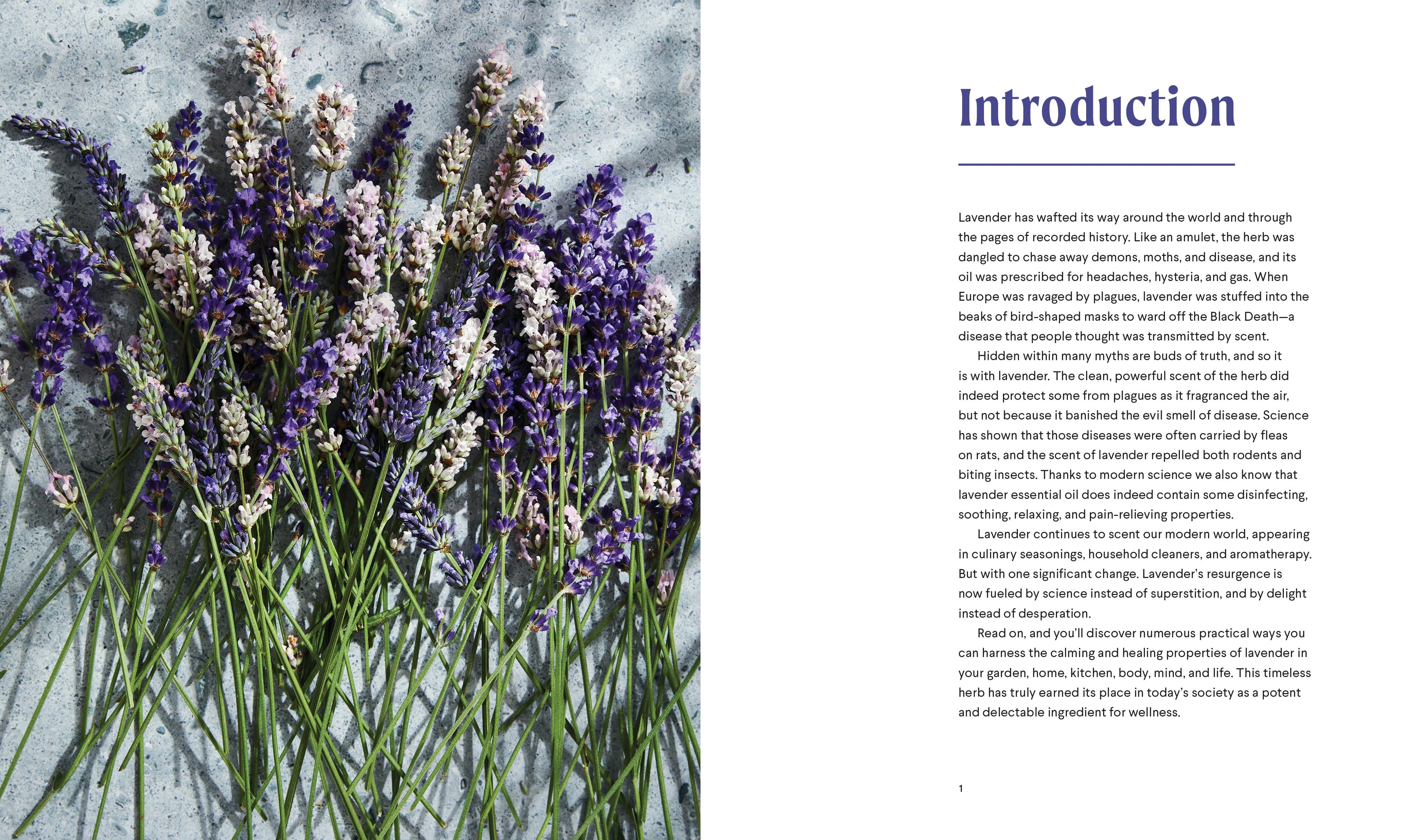 Lavender | Heirloom Boulevard