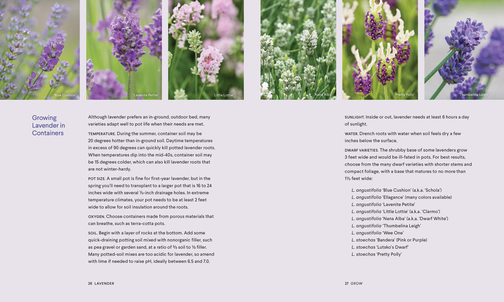 Lavender | Heirloom Boulevard