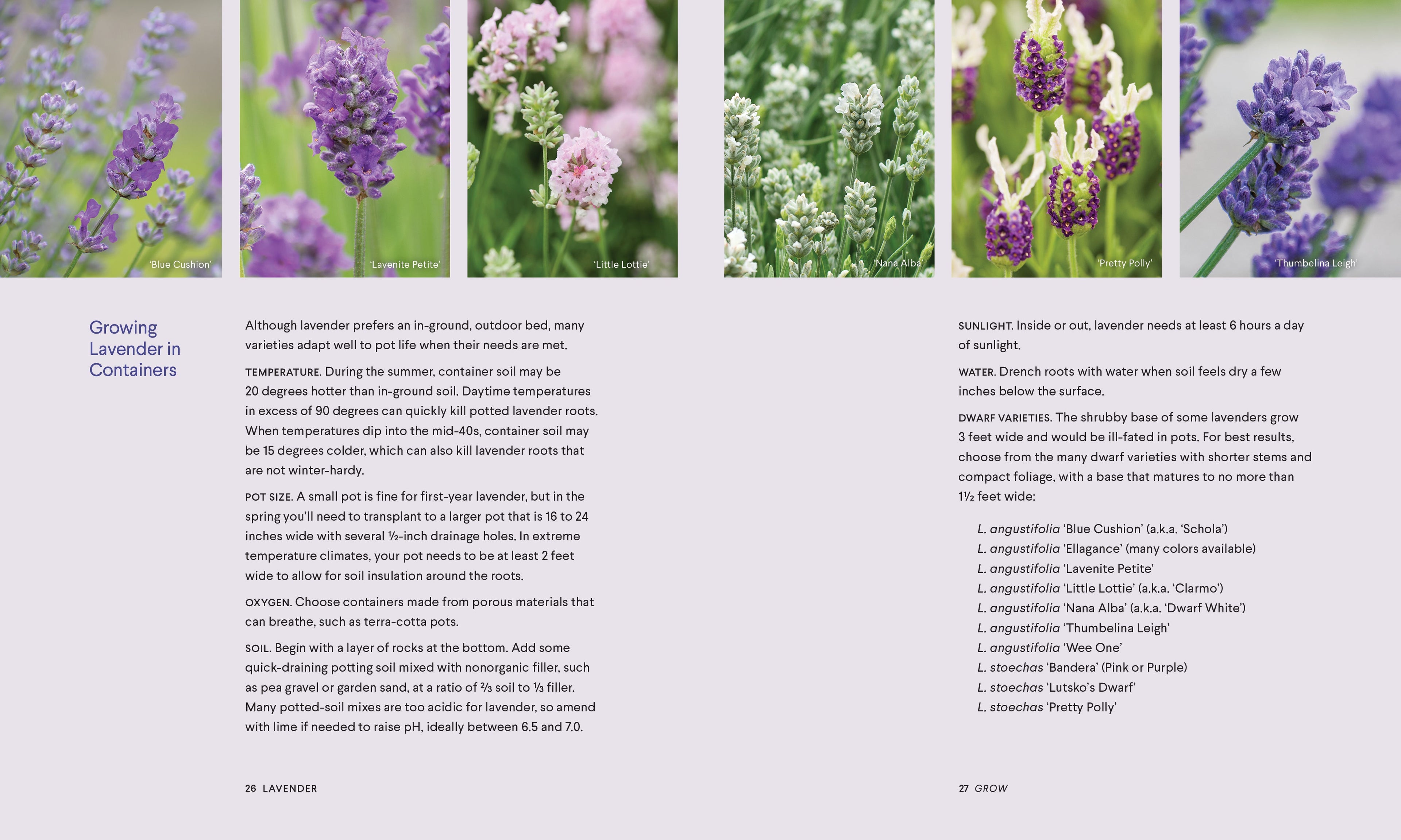 Lavender | Heirloom Boulevard