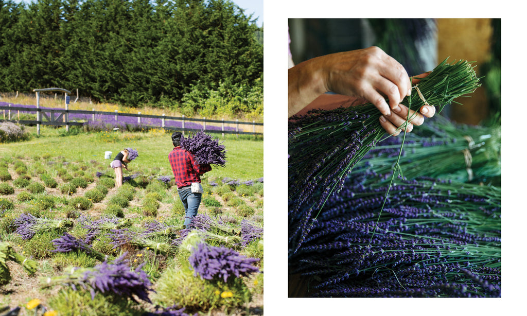 Lavender | Heirloom Boulevard