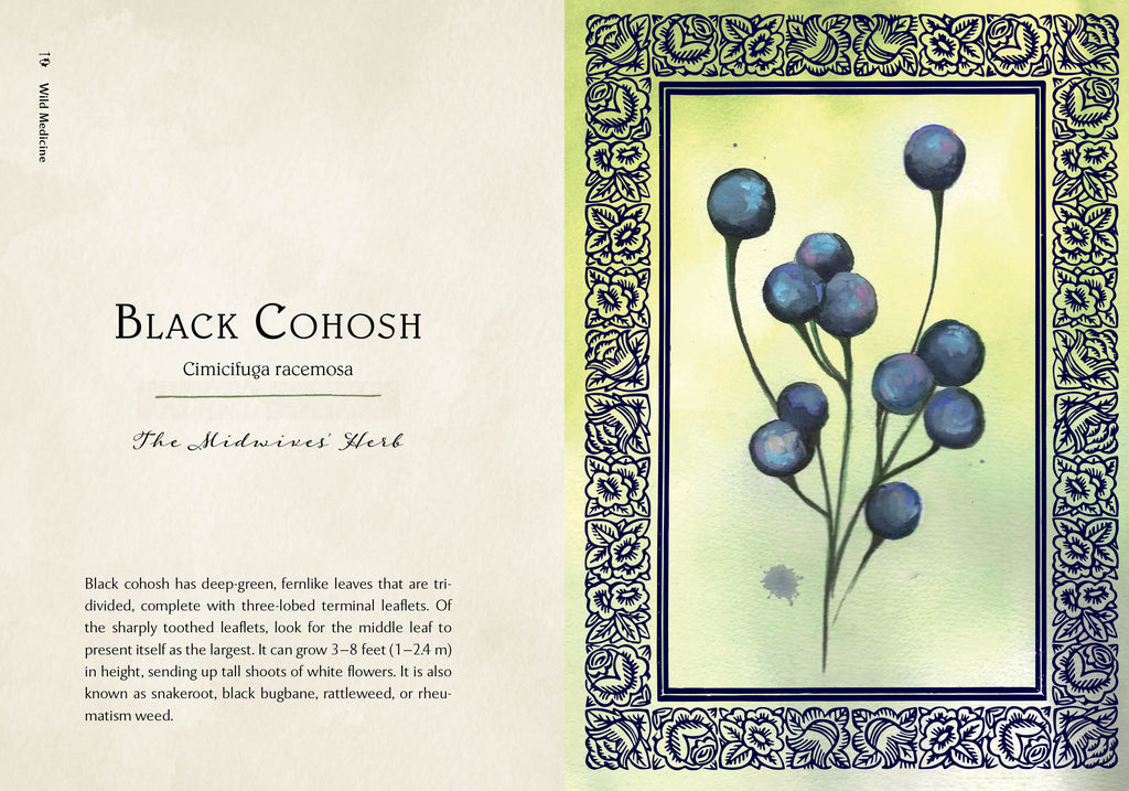 Wild Medicine | Heirloom Boulevard