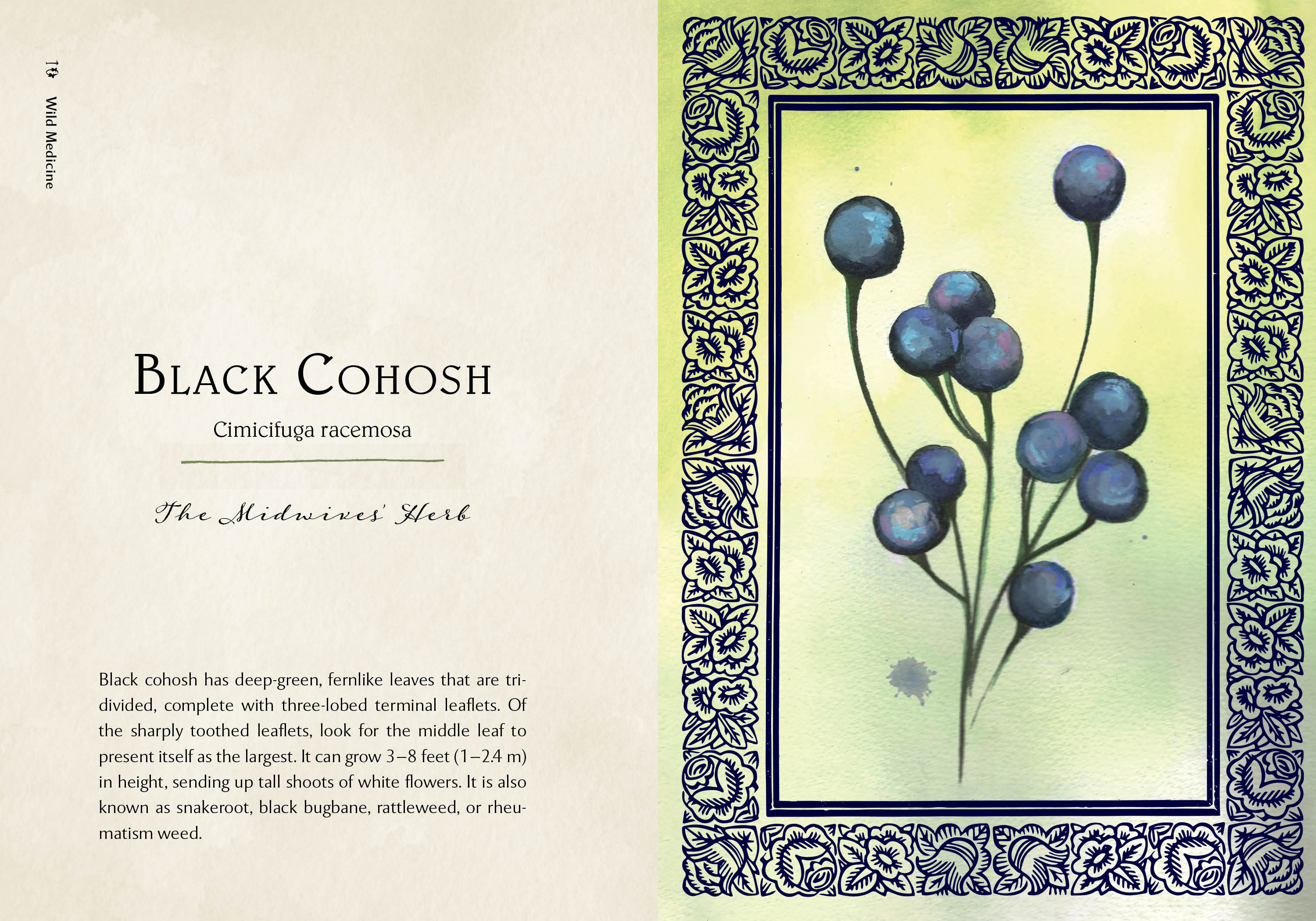 Wild Medicine | Heirloom Boulevard