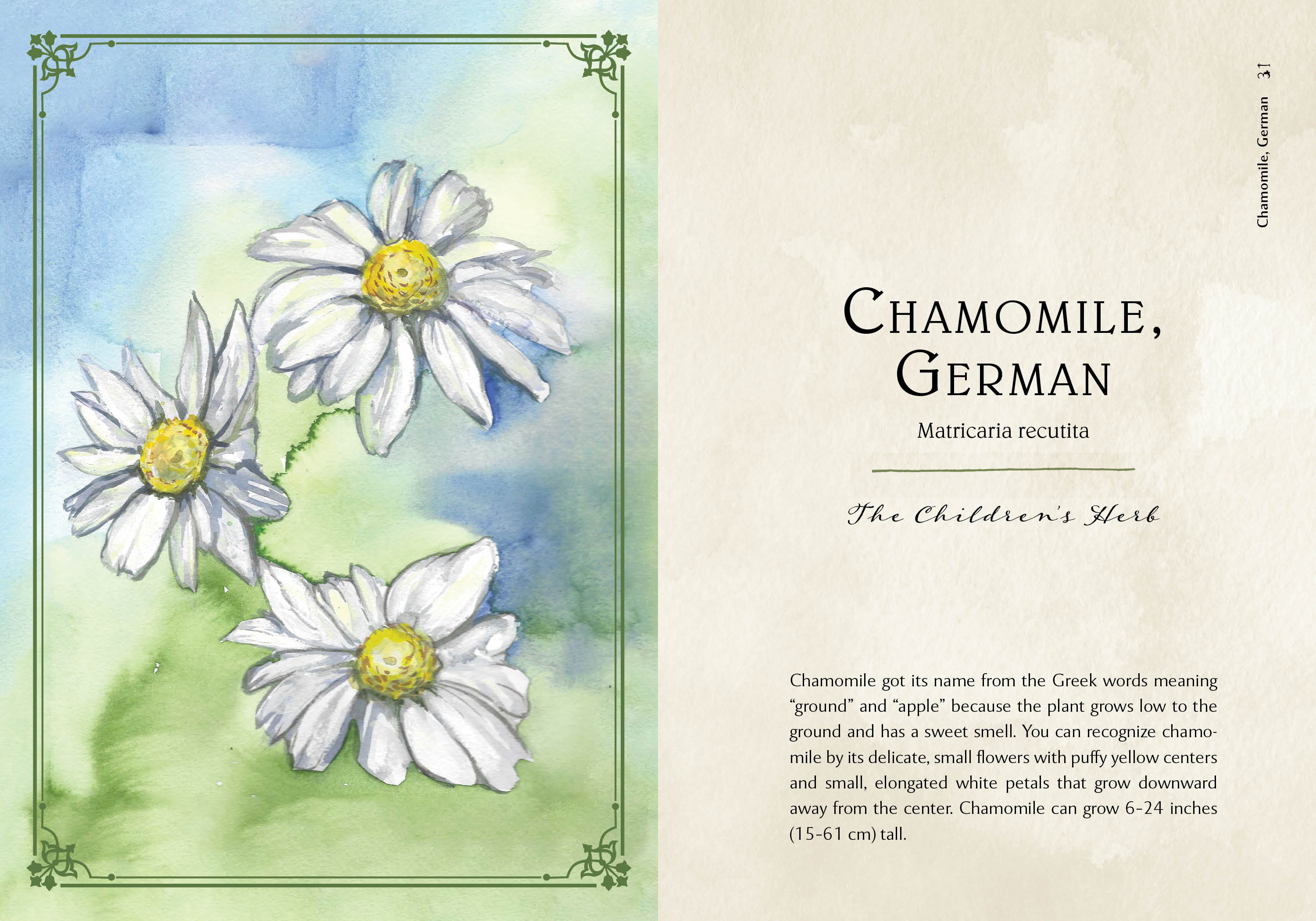 Wild Medicine | Heirloom Boulevard