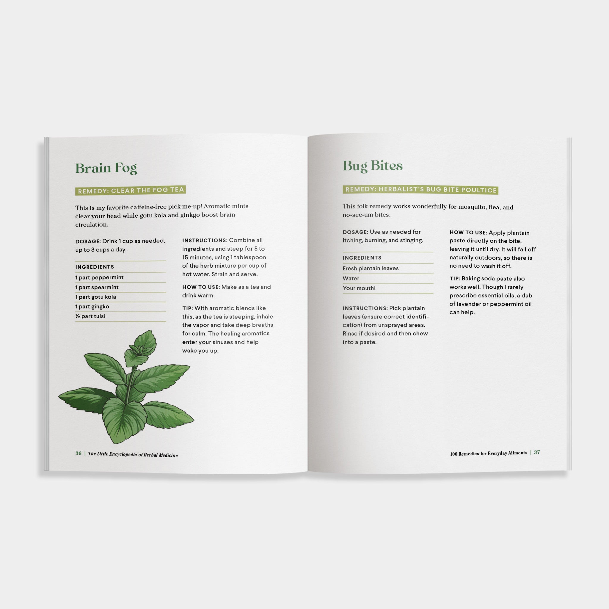 The Little Encyclopedia of Herbal Medicine | Heirloom Boulevard