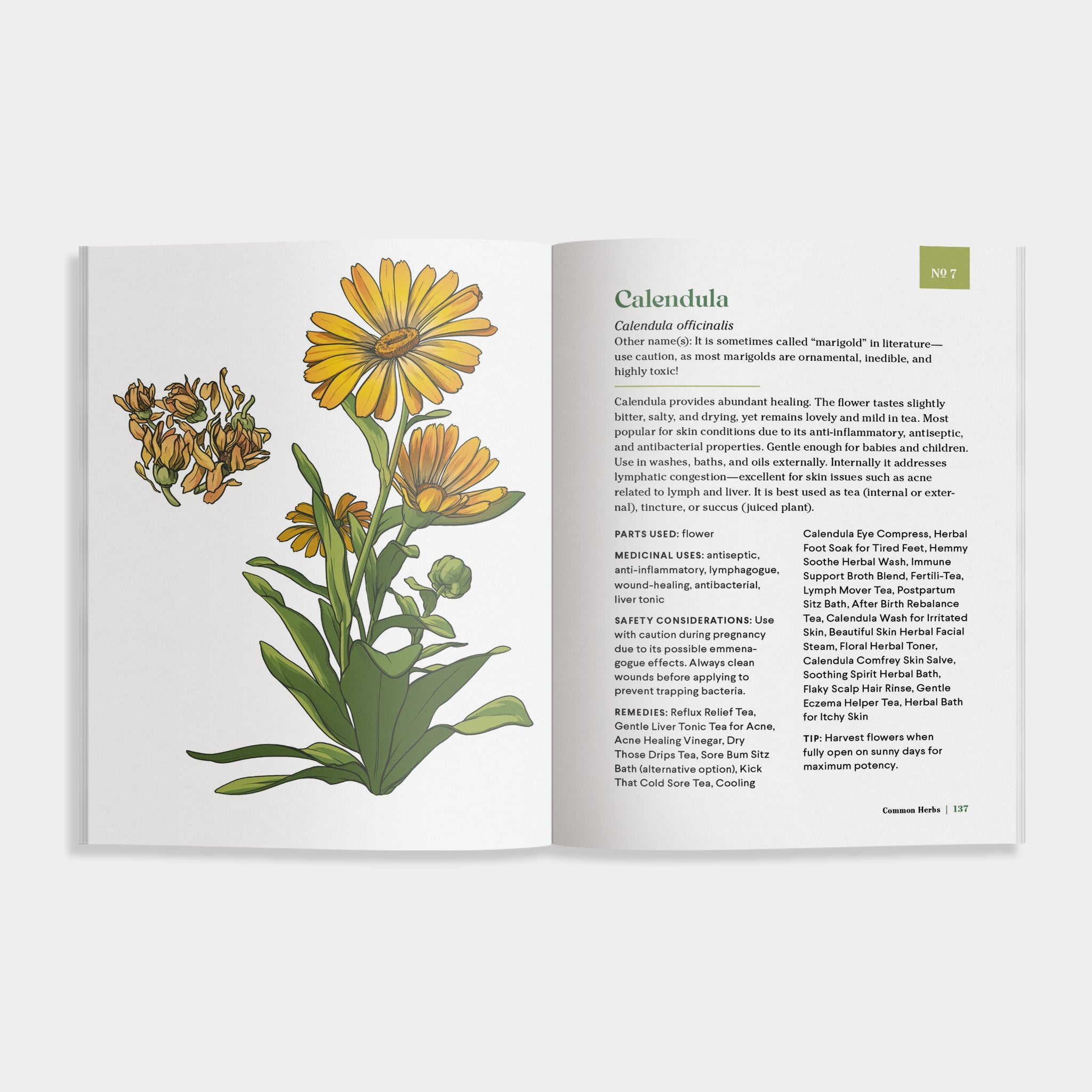 The Little Encyclopedia of Herbal Medicine | Heirloom Boulevard