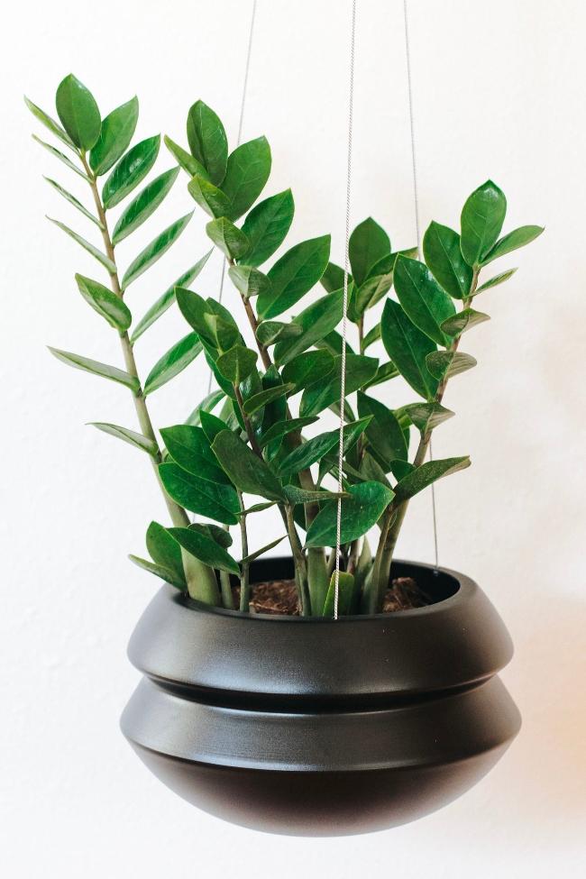 Carter + Rose Halo Hanging Planter Carter + Rose | Heirloom Boulevard