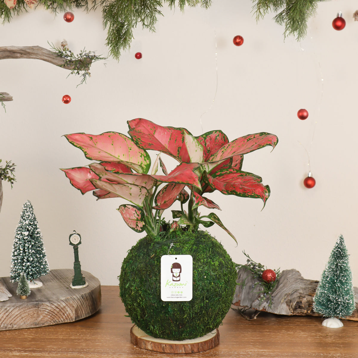 Kazumi Garden Aglaonema Pink | Moss Ball Kokedamas