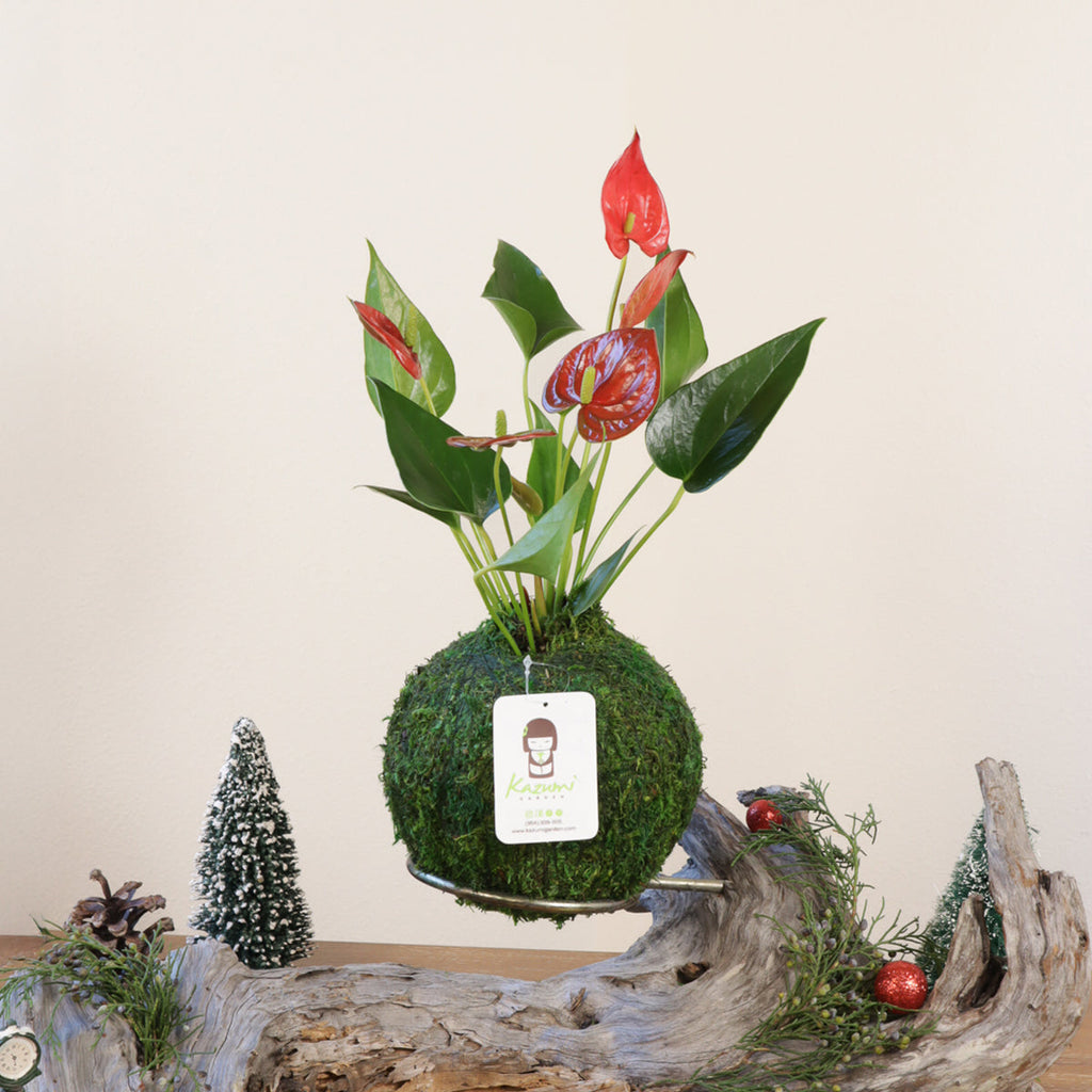 Kazumi Garden Anthurium | Moss Ball Kokedamas | Heirloom Boulevard