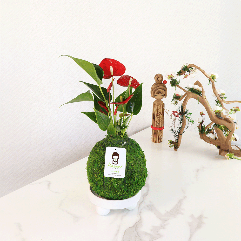 Kazumi Garden Anthurium | Moss Ball Kokedamas Medium Red | Heirloom Boulevard