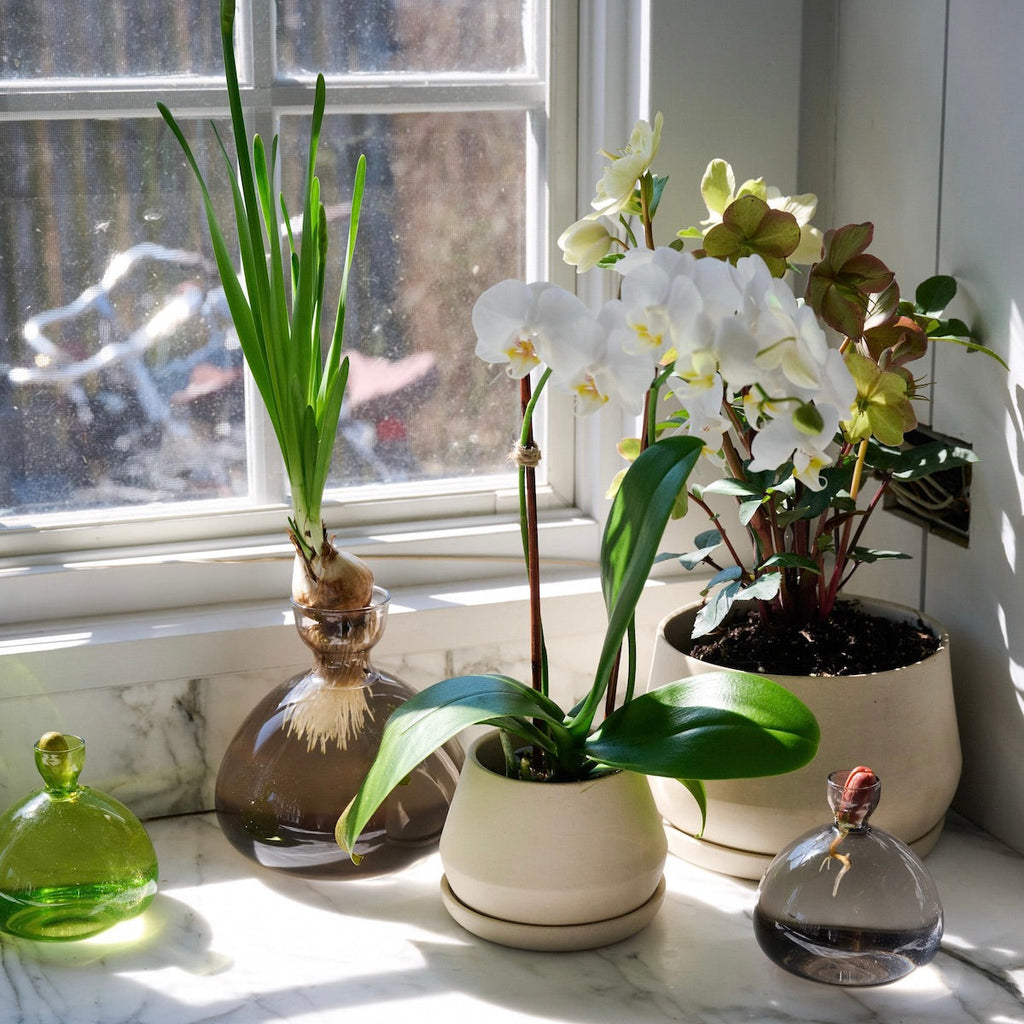 Bloomist Acorn Vase | Heirloom Boulevard