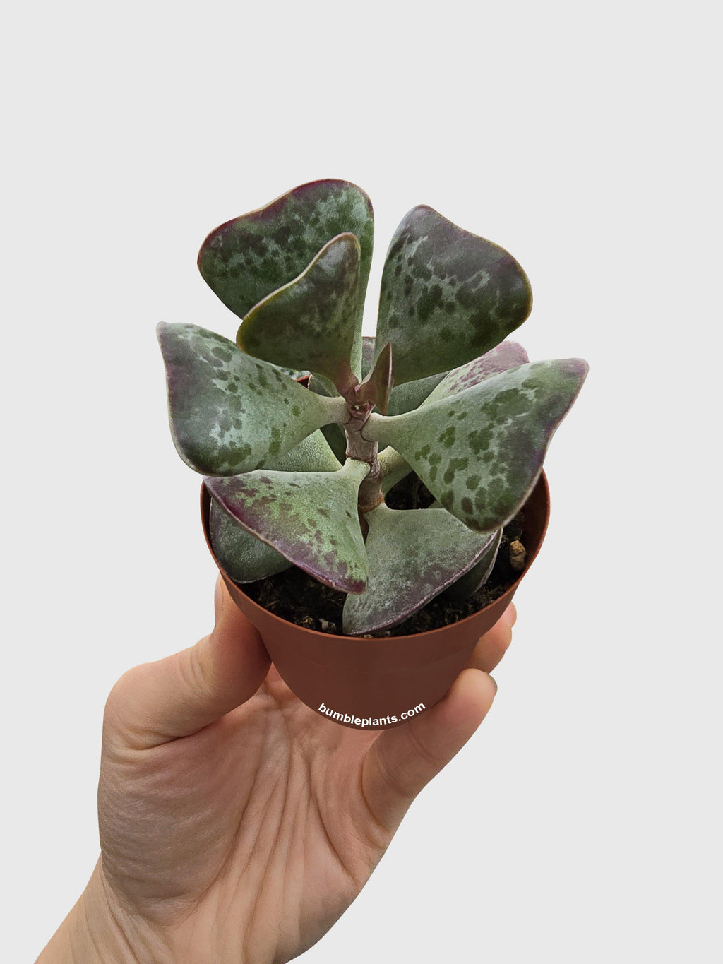 Bumble Plants Calico Hearts Succulent
