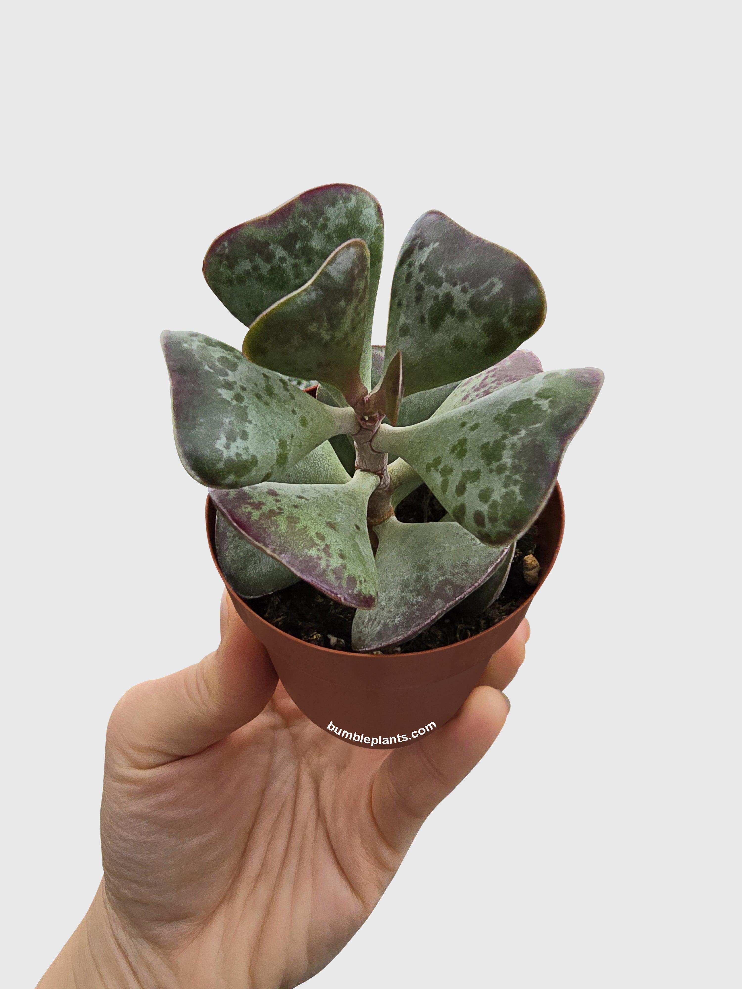 Bumble Plants Calico Hearts Succulent