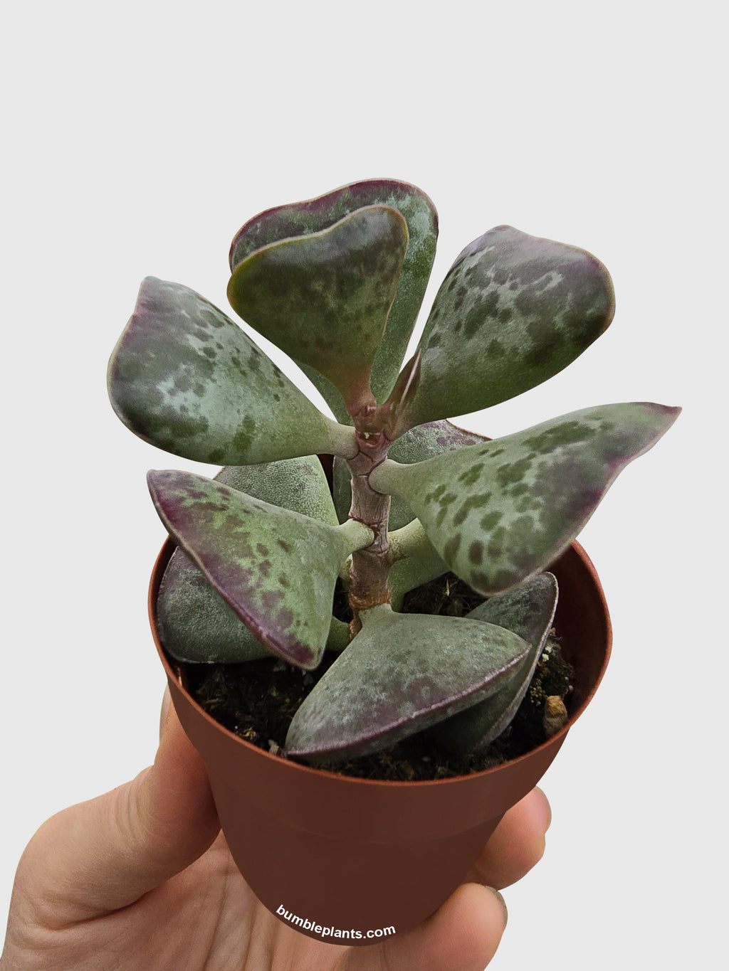 Bumble Plants Calico Hearts Succulent