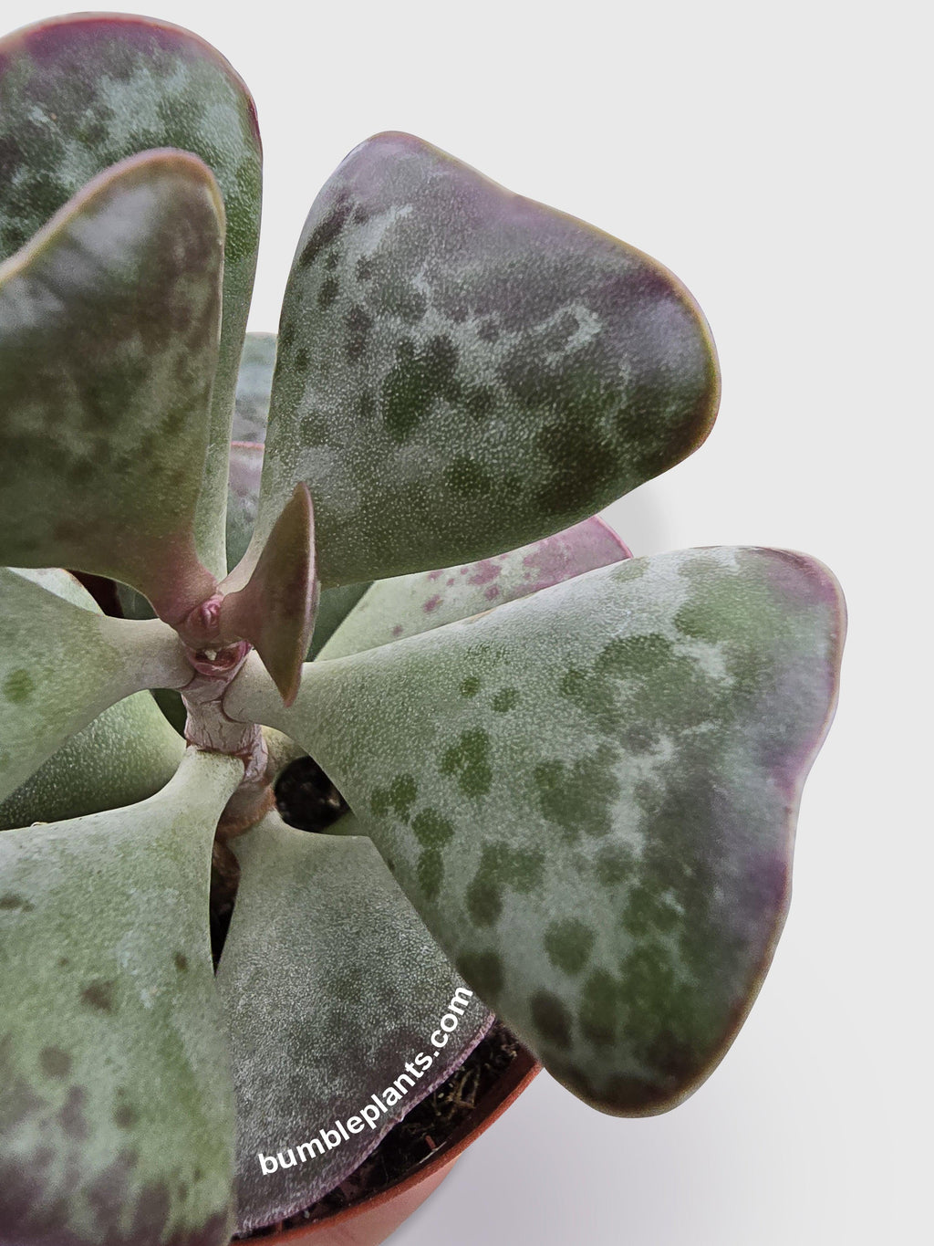 Bumble Plants Calico Hearts Succulent