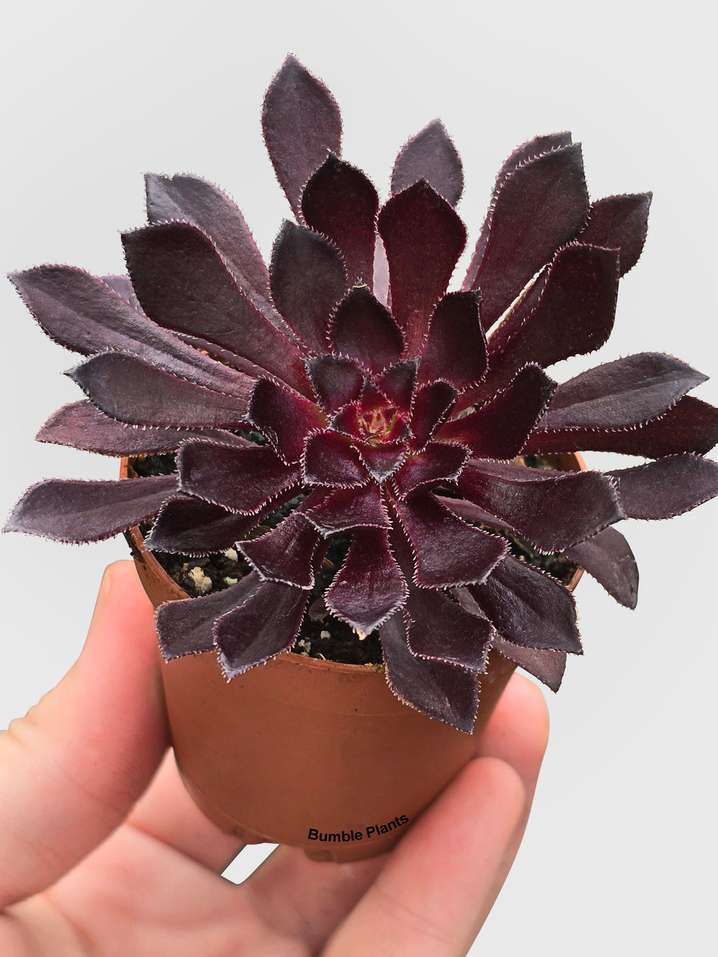 Bumble Plants Aeonium Black Rose 'Arboreum Zwartkop'