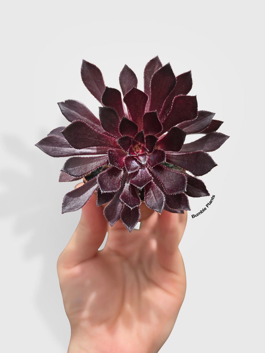 Bumble Plants Aeonium Black Rose 'Arboreum Zwartkop'