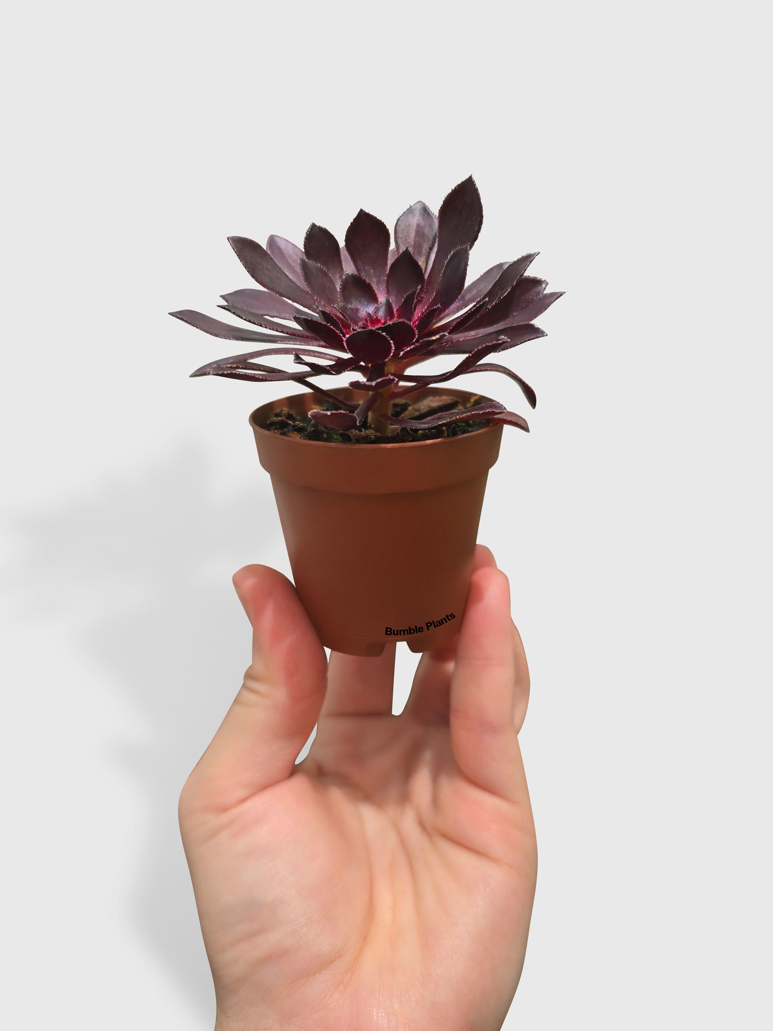Bumble Plants Aeonium Black Rose 'Arboreum Zwartkop'