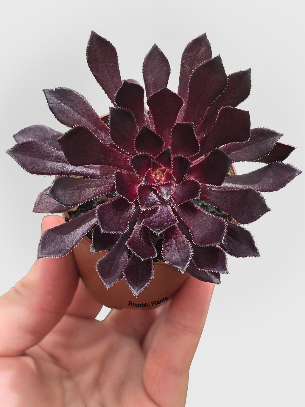 Bumble Plants Aeonium Black Rose 'Arboreum Zwartkop'