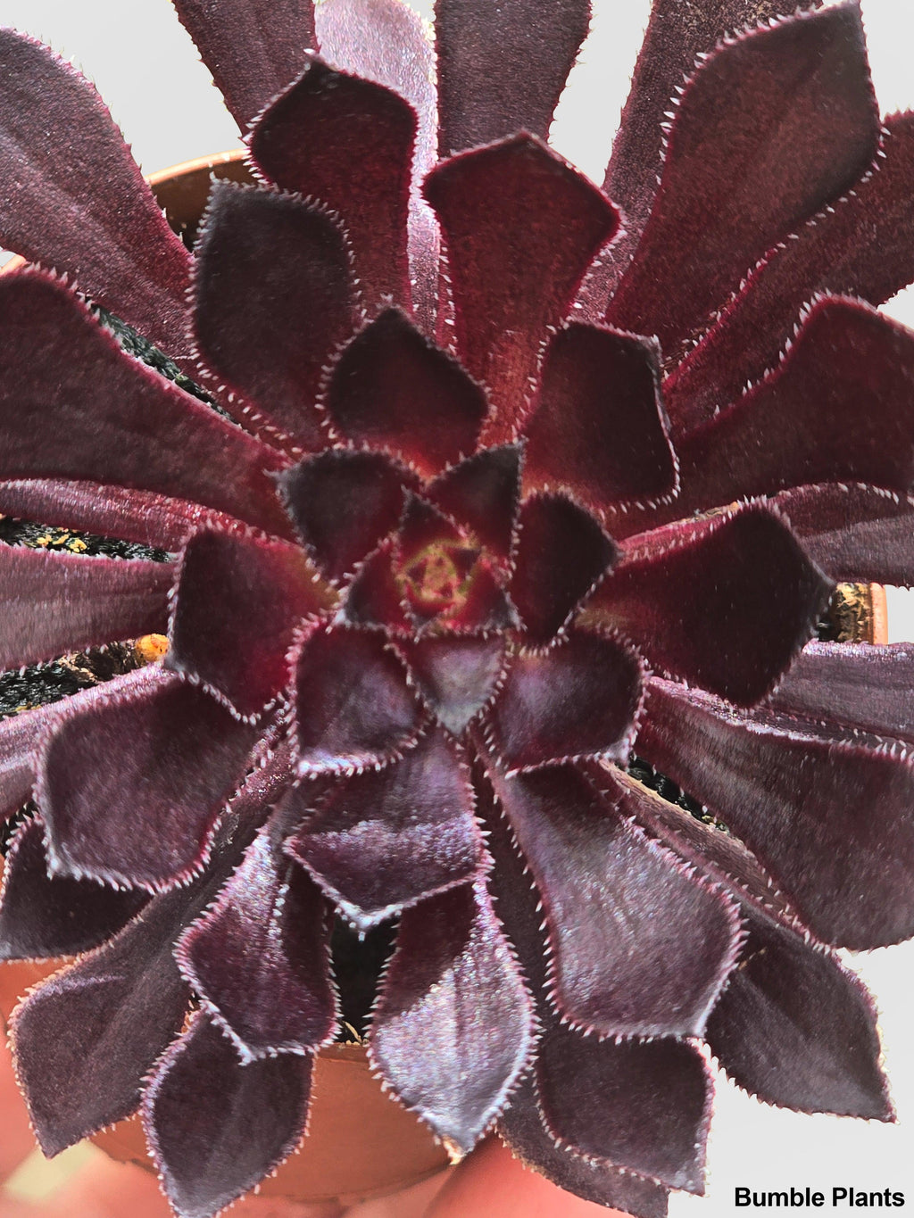 Bumble Plants Aeonium Black Rose 'Arboreum Zwartkop'