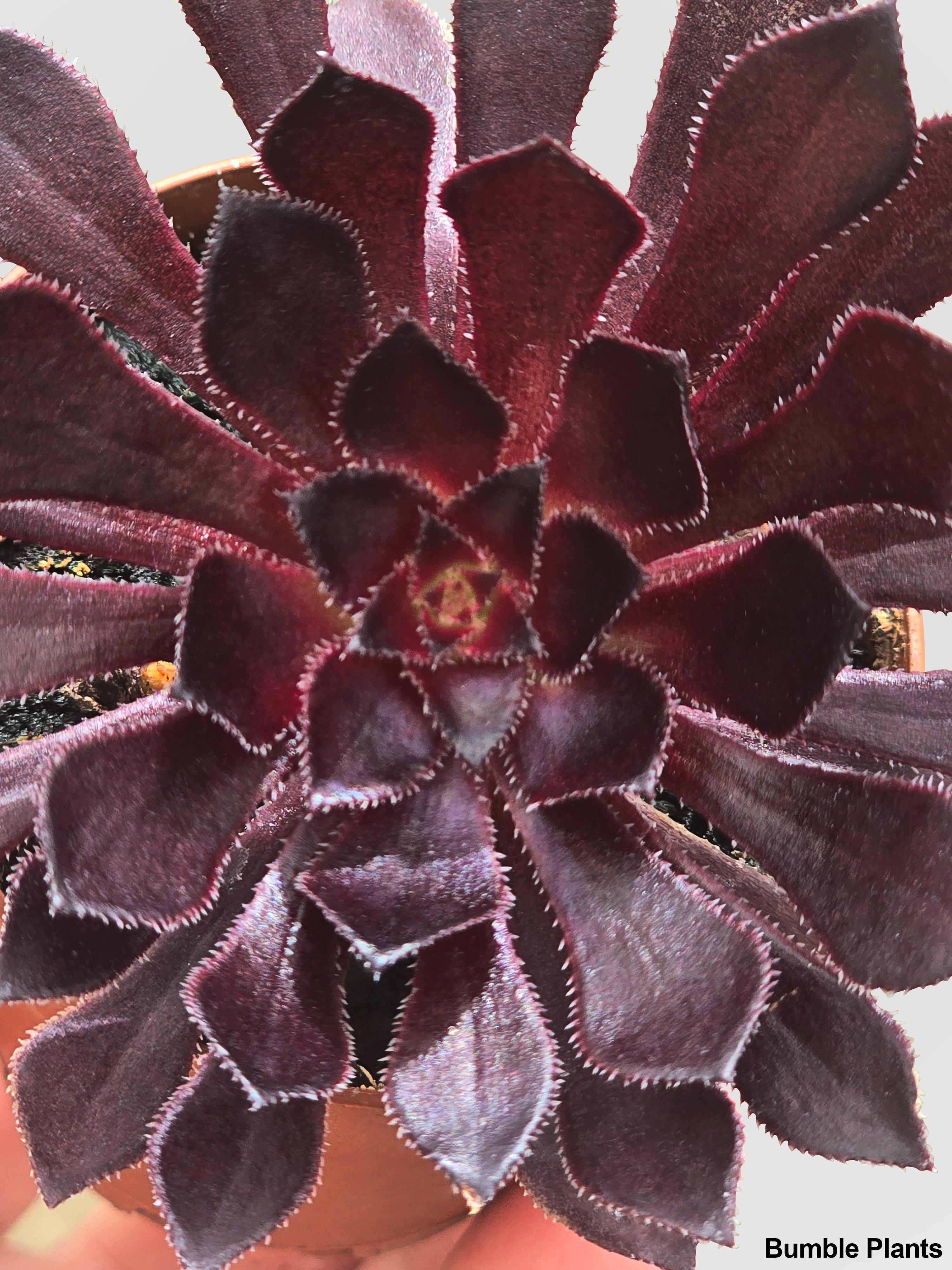 Bumble Plants Aeonium Black Rose 'Arboreum Zwartkop'