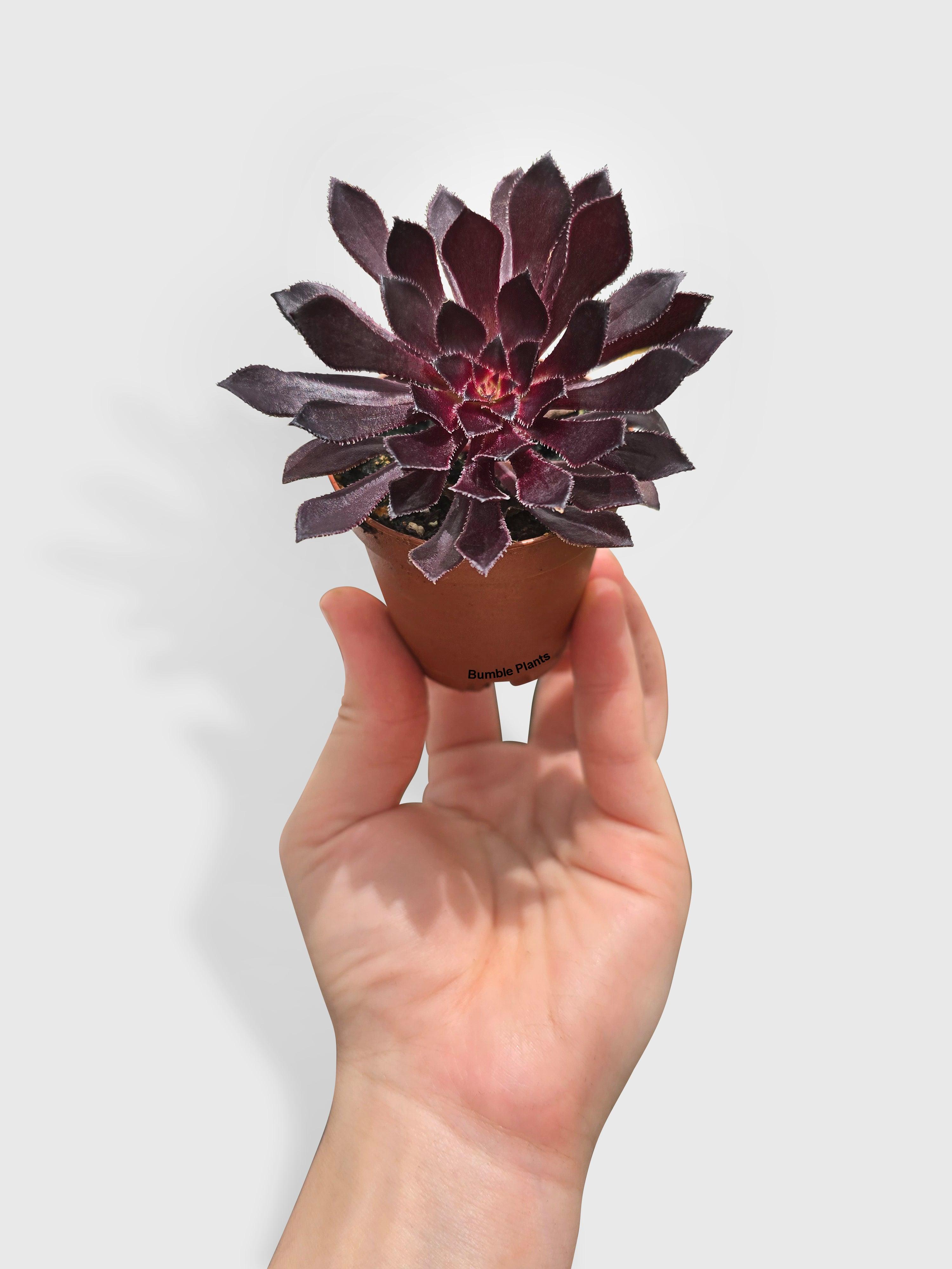 Bumble Plants Aeonium Black Rose 'Arboreum Zwartkop'
