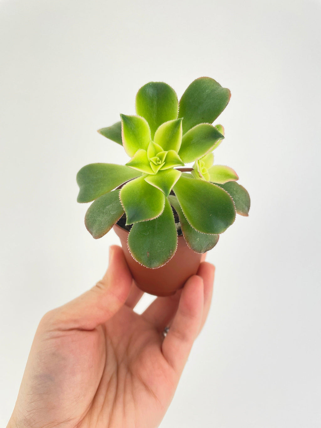 Aeonium 'Kiwi' Succulent | Heirloom Boulevard