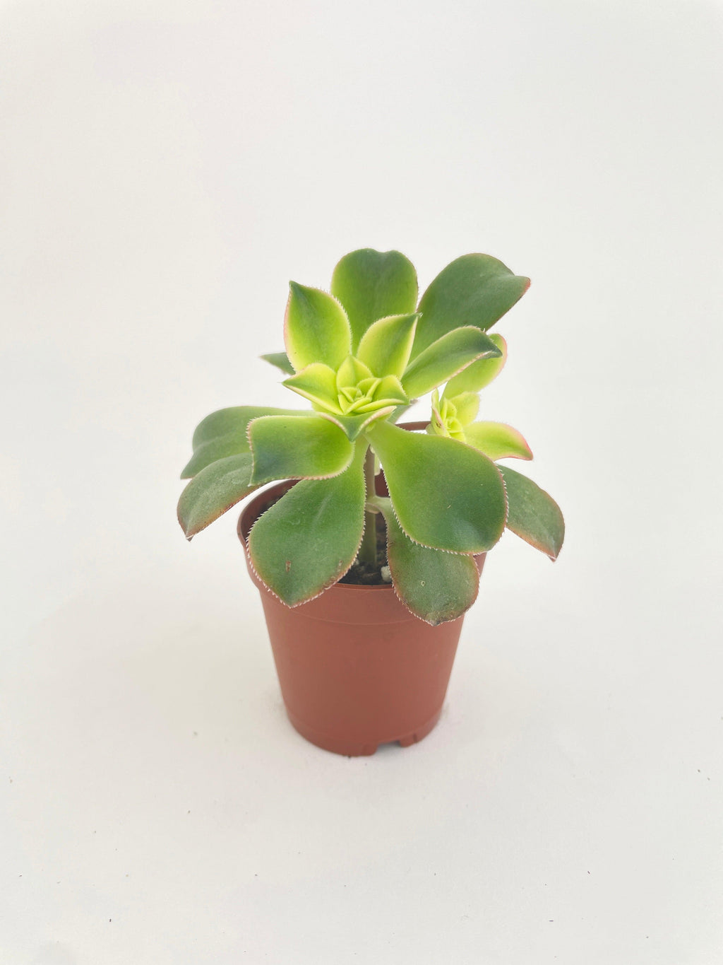 Aeonium 'Kiwi' Succulent | Heirloom Boulevard