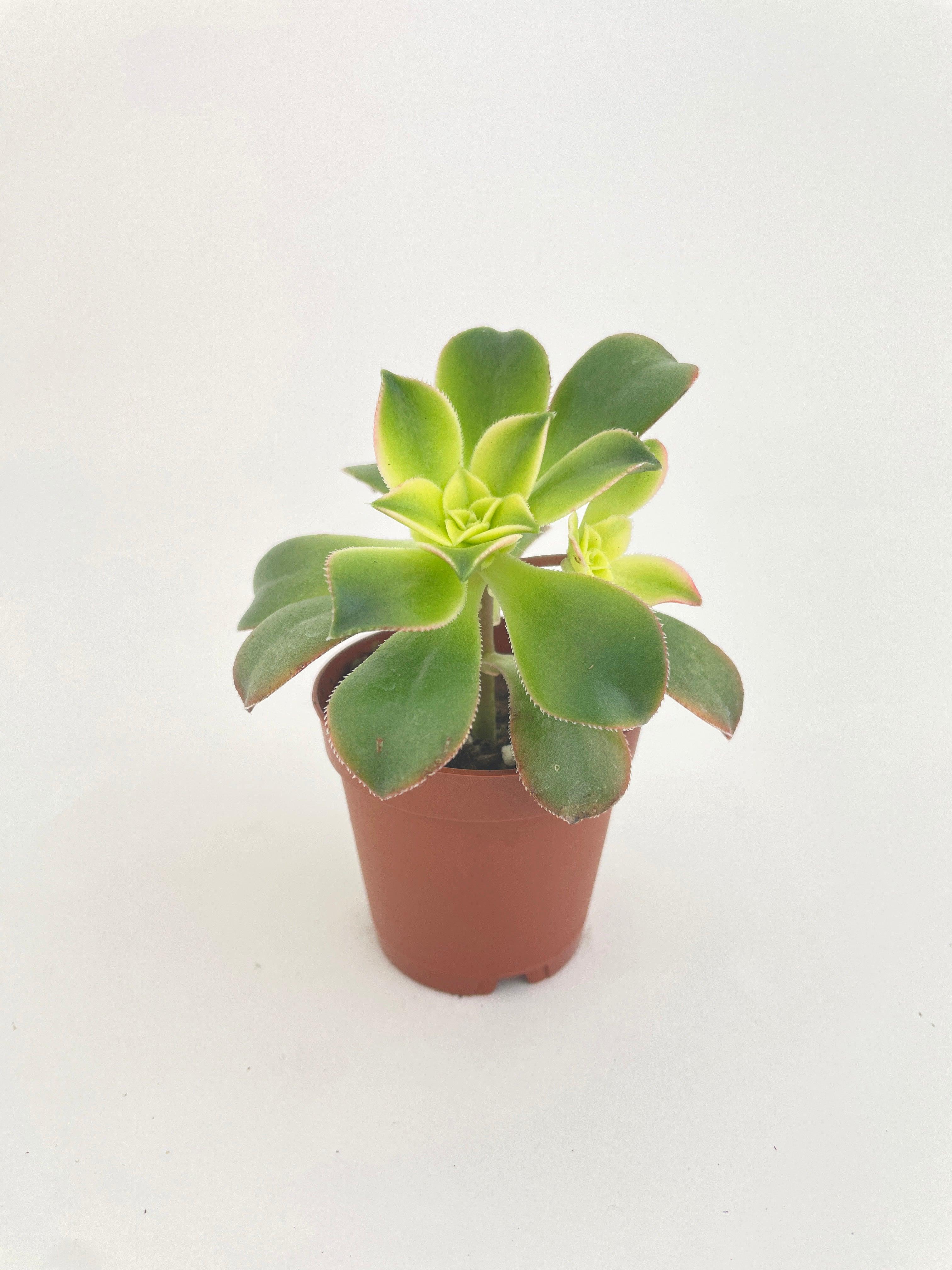 Aeonium 'Kiwi' Succulent | Heirloom Boulevard