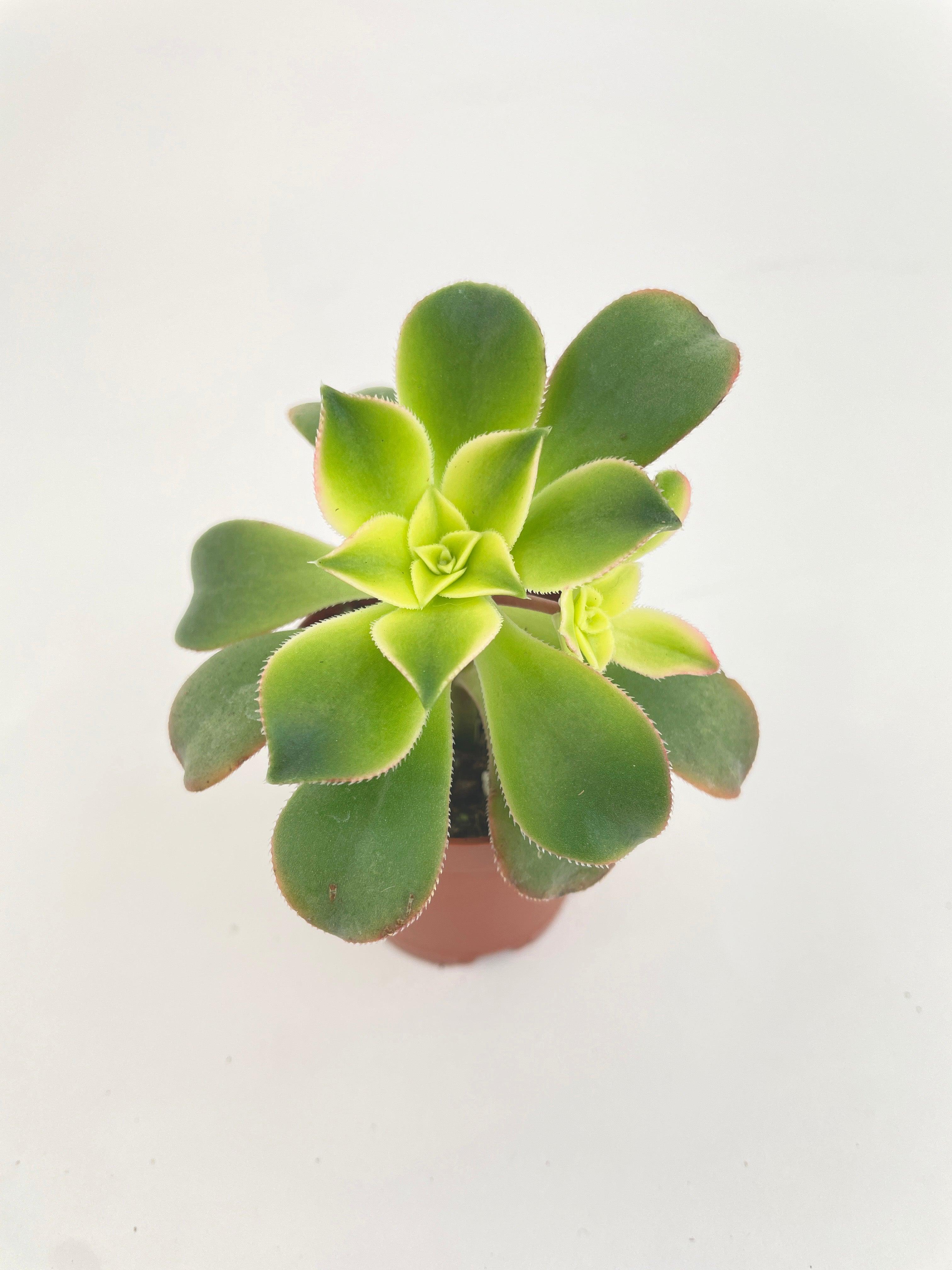 Aeonium 'Kiwi' Succulent | Heirloom Boulevard