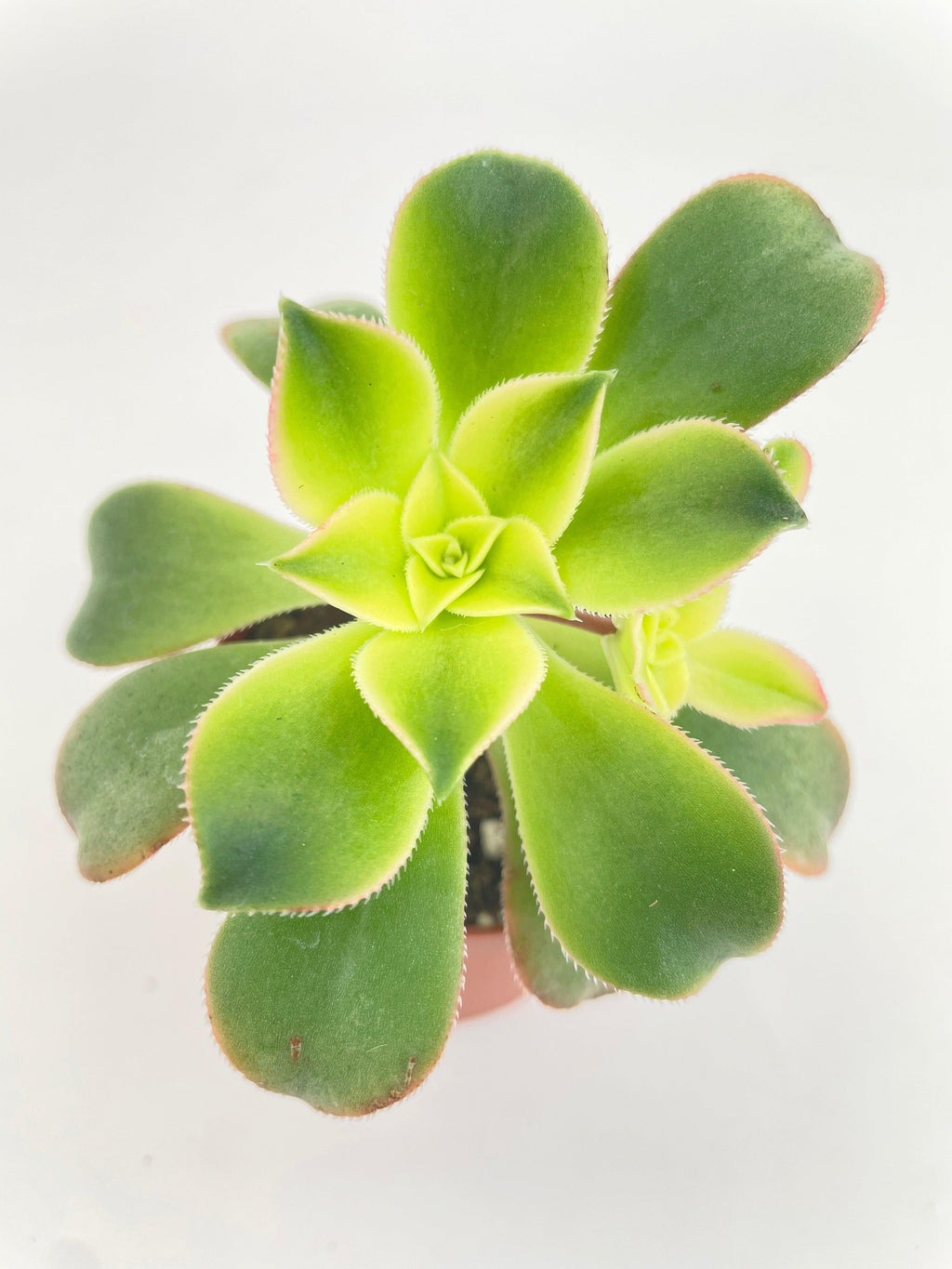 Aeonium 'Kiwi' Succulent | Heirloom Boulevard