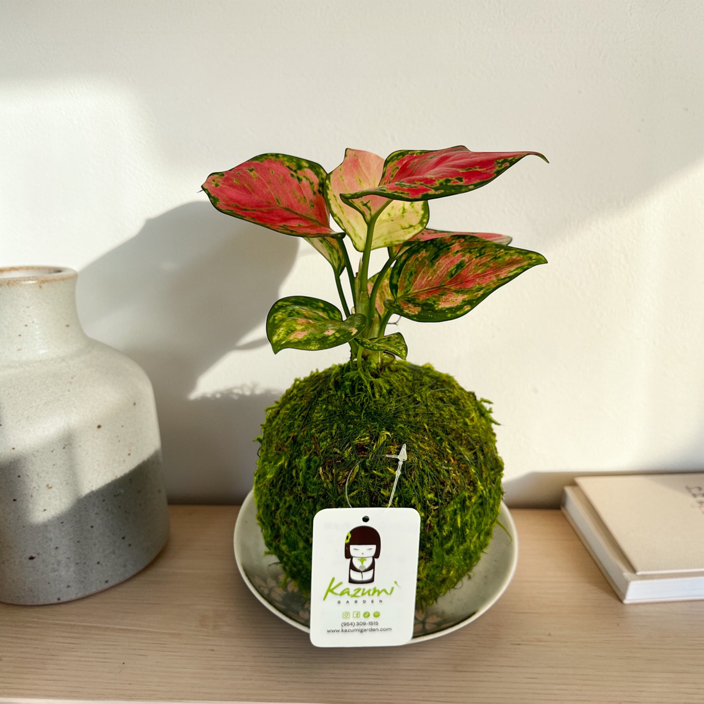 Kazumi Garden Aglaonema Pink | Moss Ball Kokedamas Small | Heirloom Boulevard