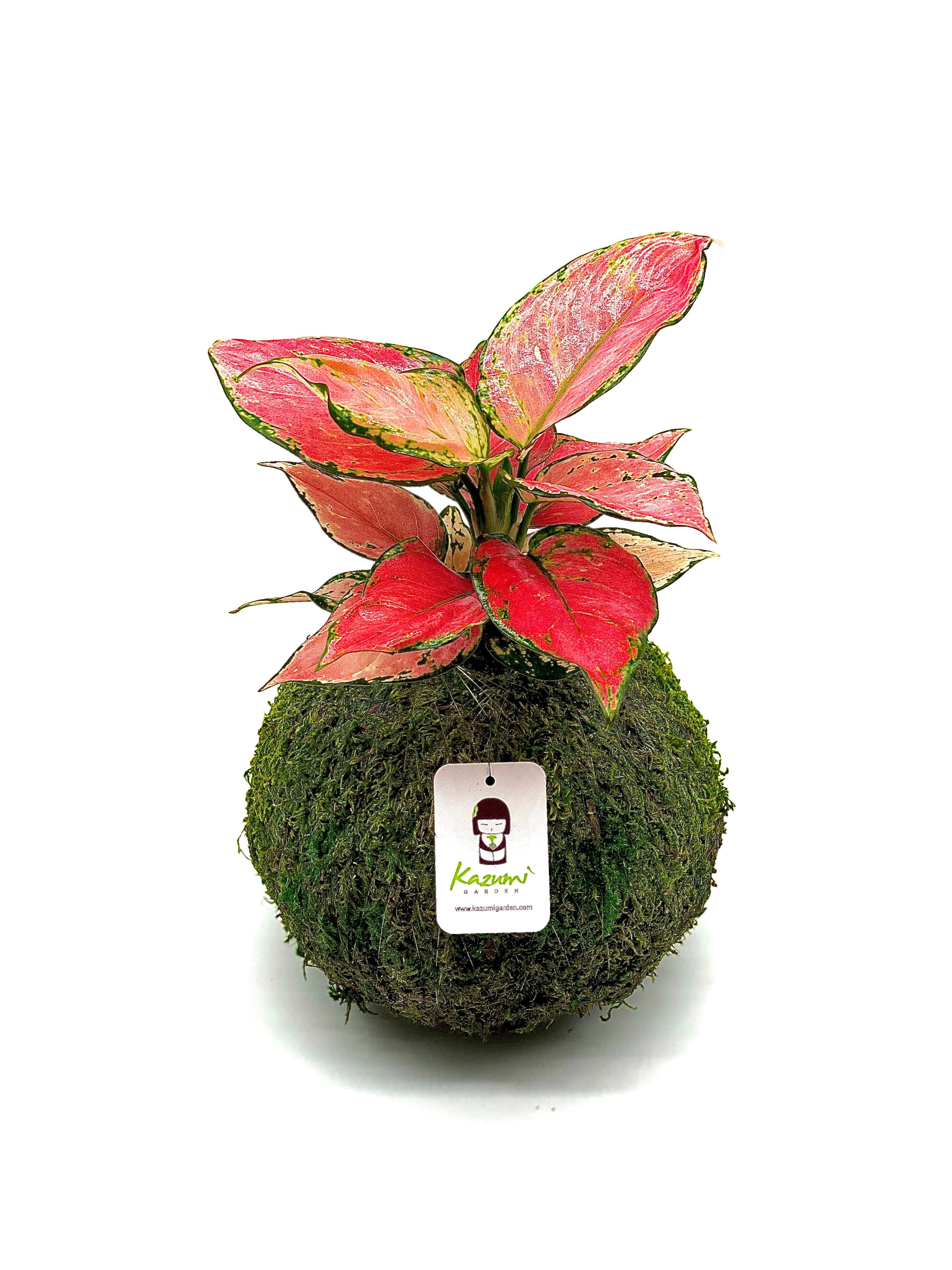 Kazumi Garden Aglaonema Pink | Moss Ball Kokedamas