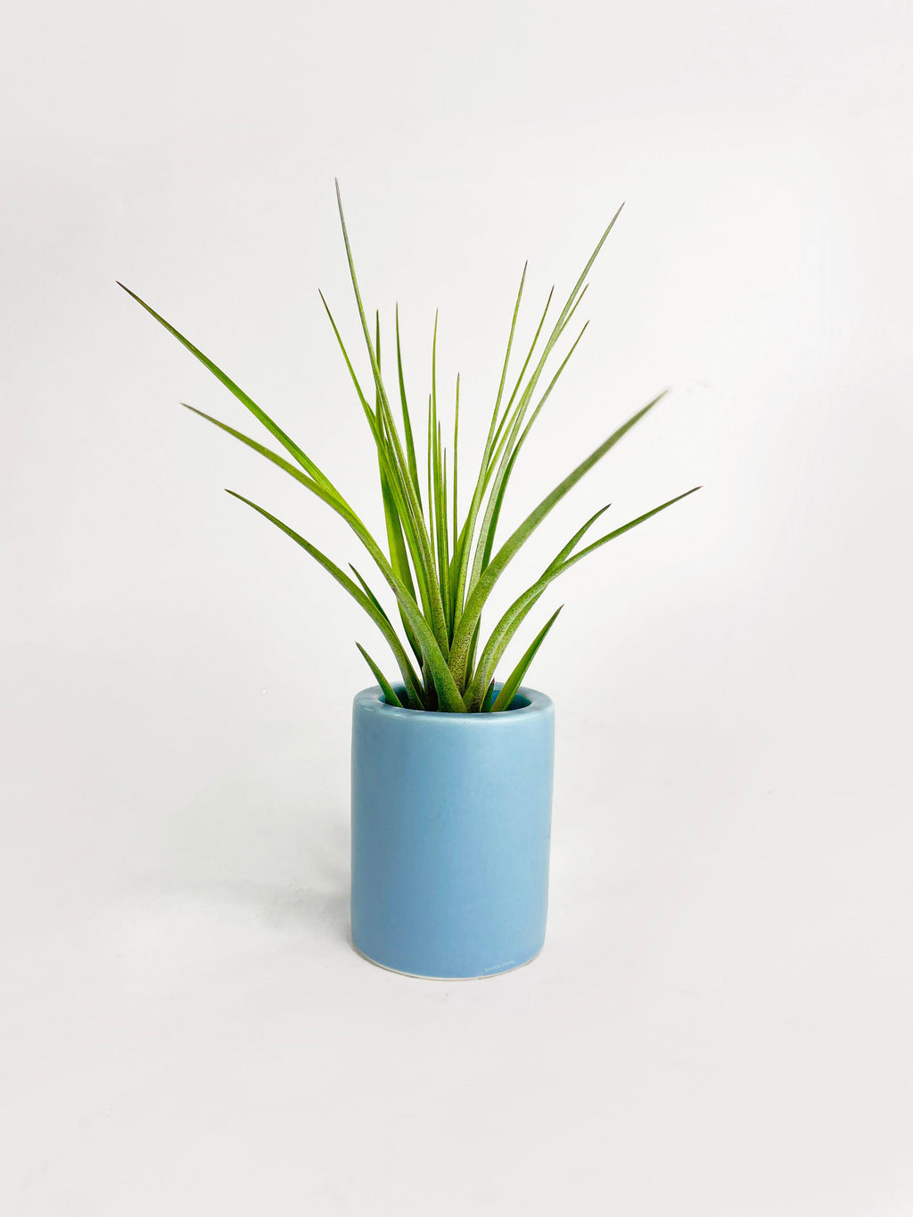 Bumble Plants Tillandsia Moonlight Air Plant