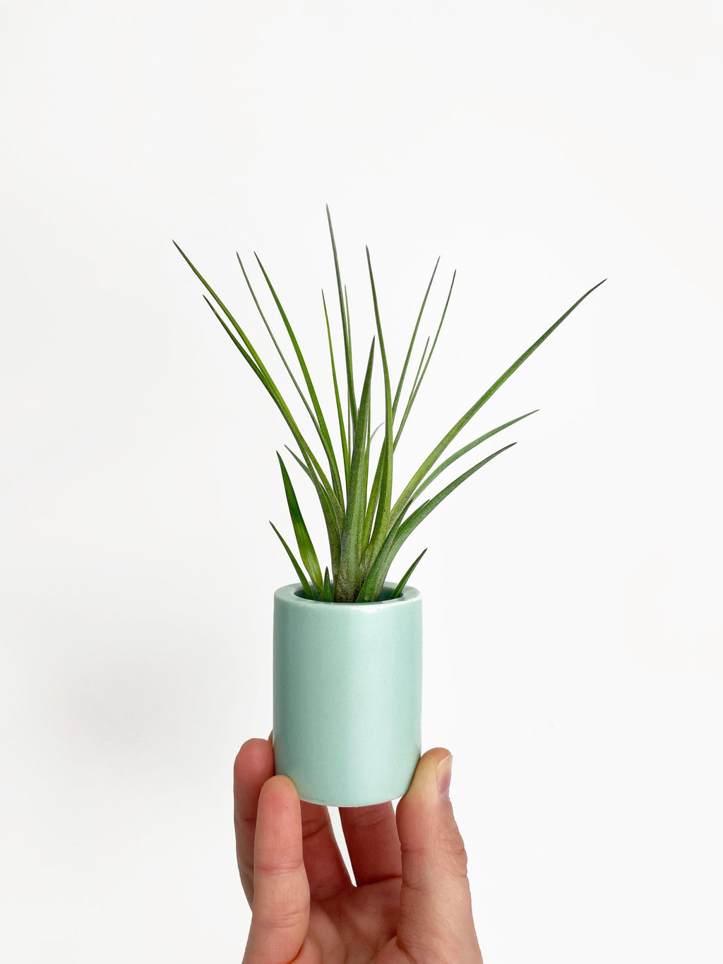 Bumble Plants Tillandsia Moonlight Air Plant