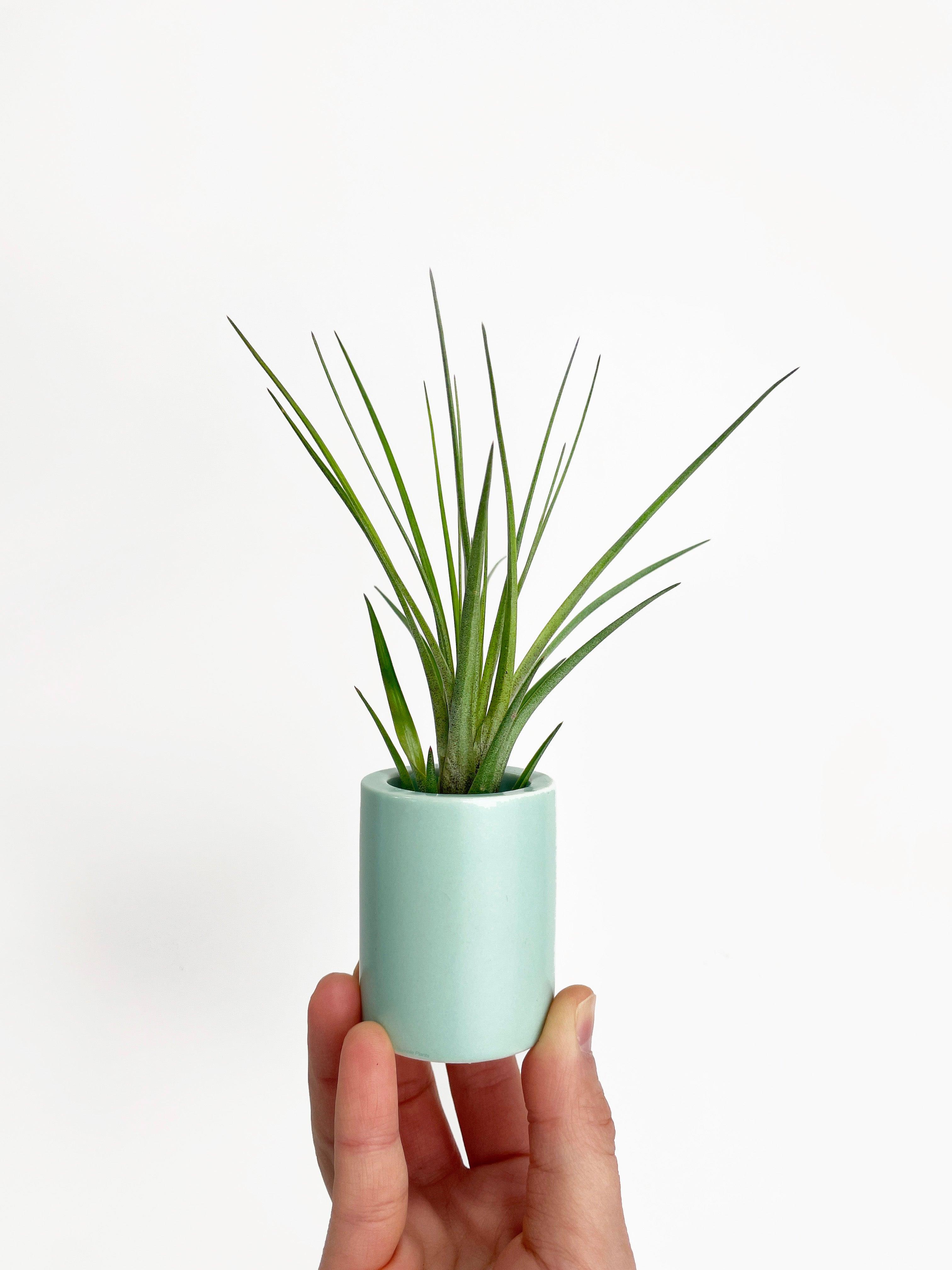 Bumble Plants Tillandsia Moonlight Air Plant