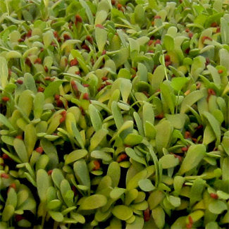 Seattle Seed Company Alfalfa for Microgreens | Heirloom Boulevard