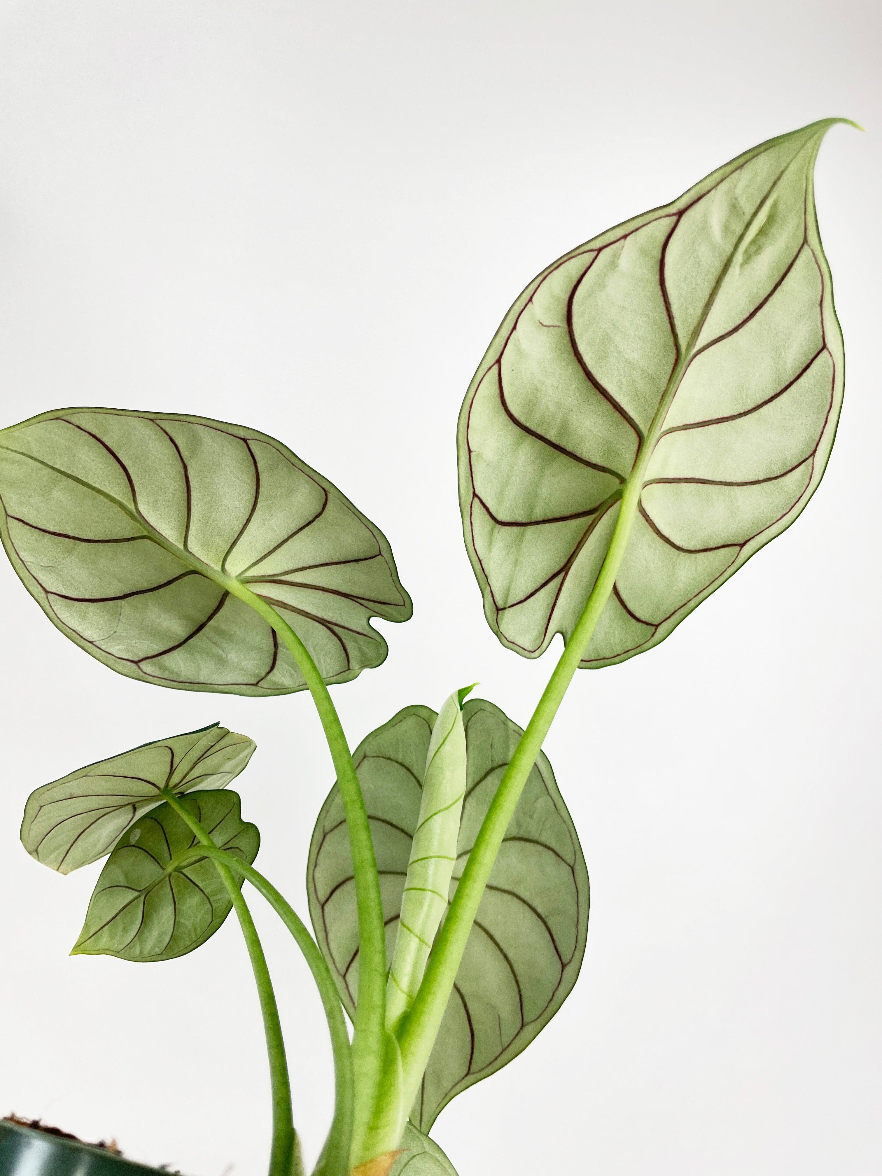 Alocasia Baginda 'Dragon Scale' | Heirloom Boulevard