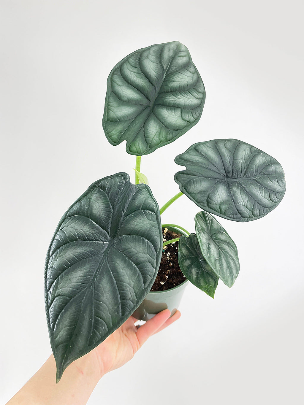 Alocasia Baginda 'Dragon Scale' | Heirloom Boulevard