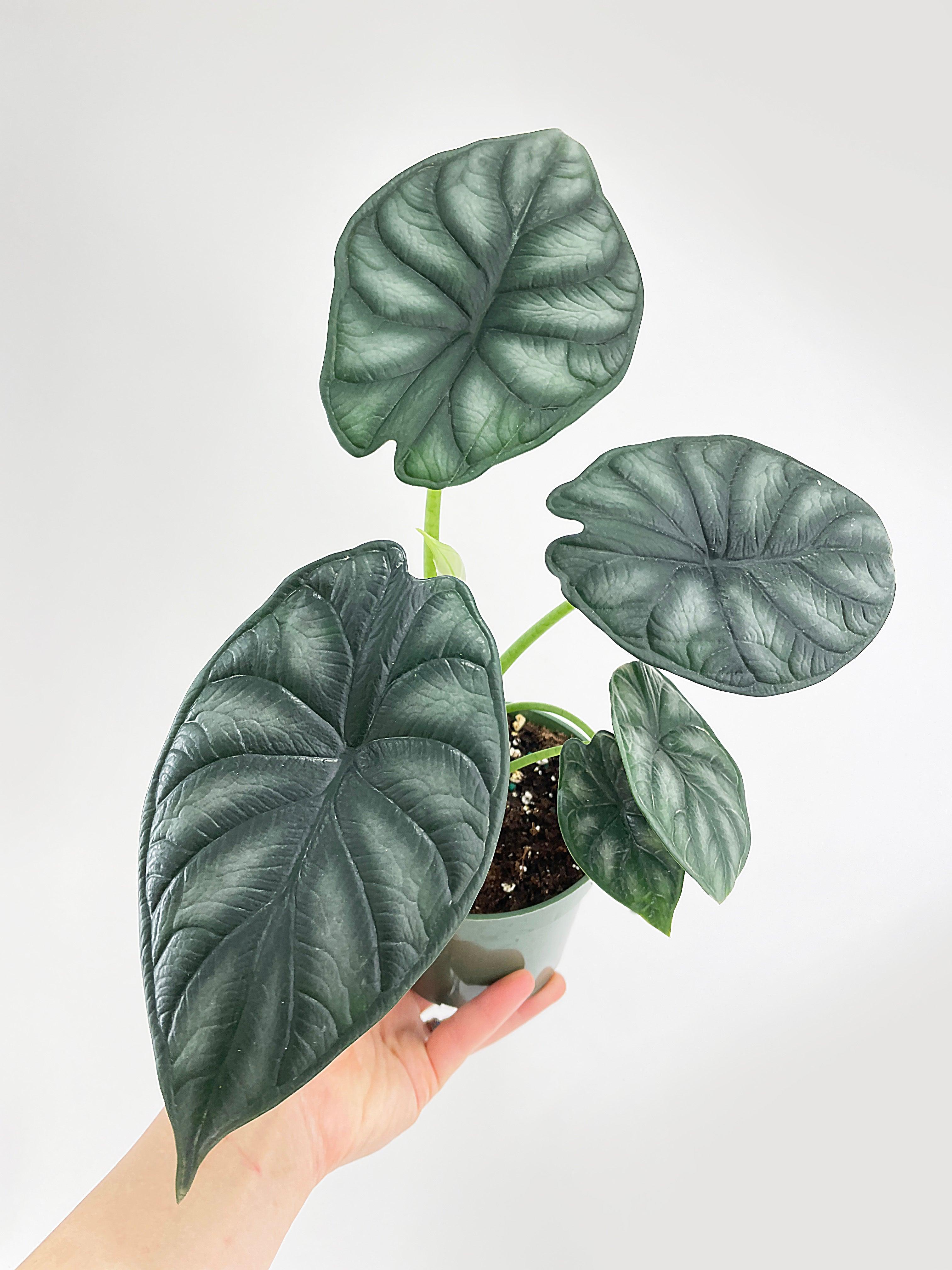 Alocasia Baginda 'Dragon Scale' | Heirloom Boulevard