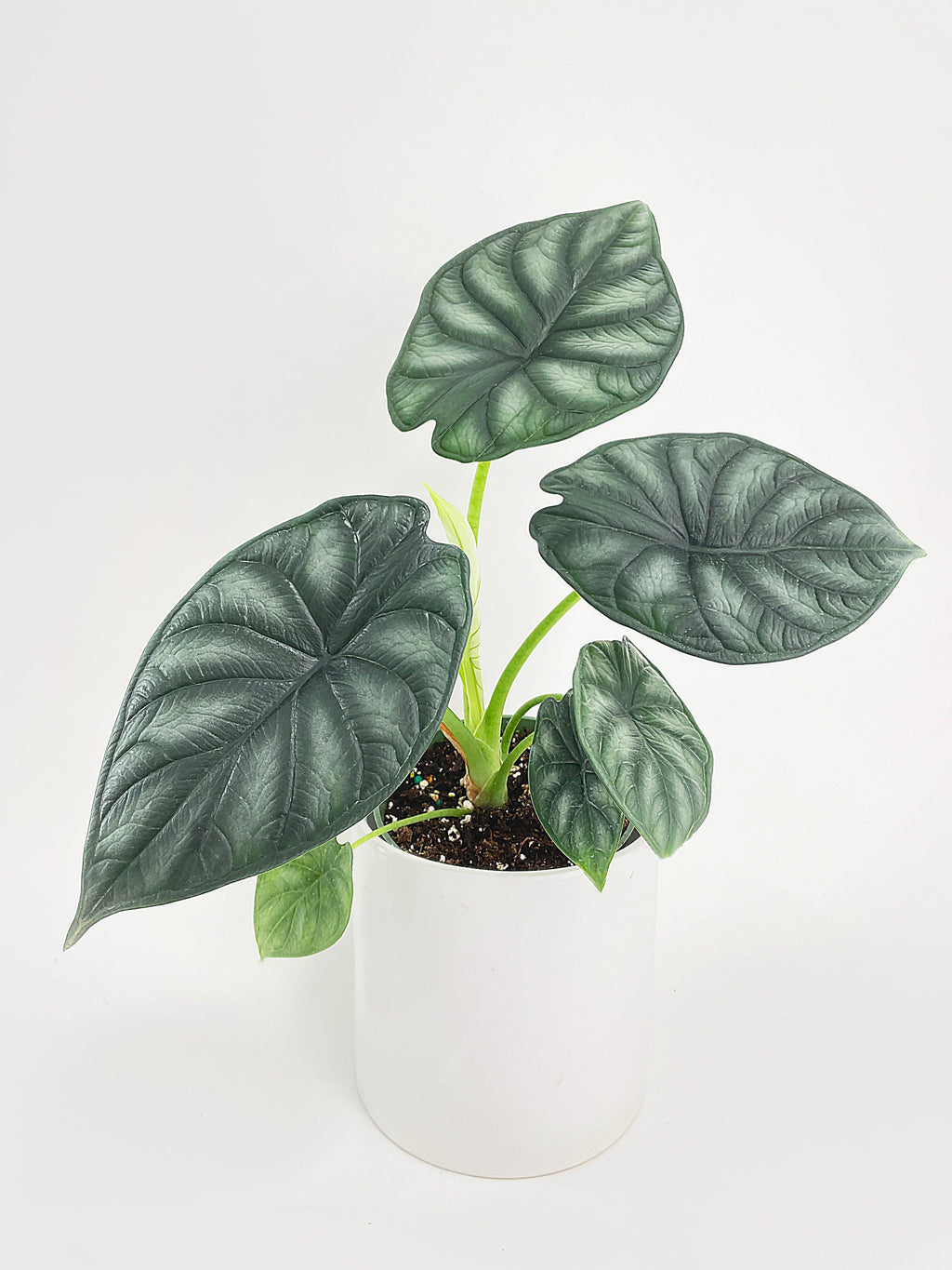 Alocasia Baginda 'Dragon Scale' | Heirloom Boulevard