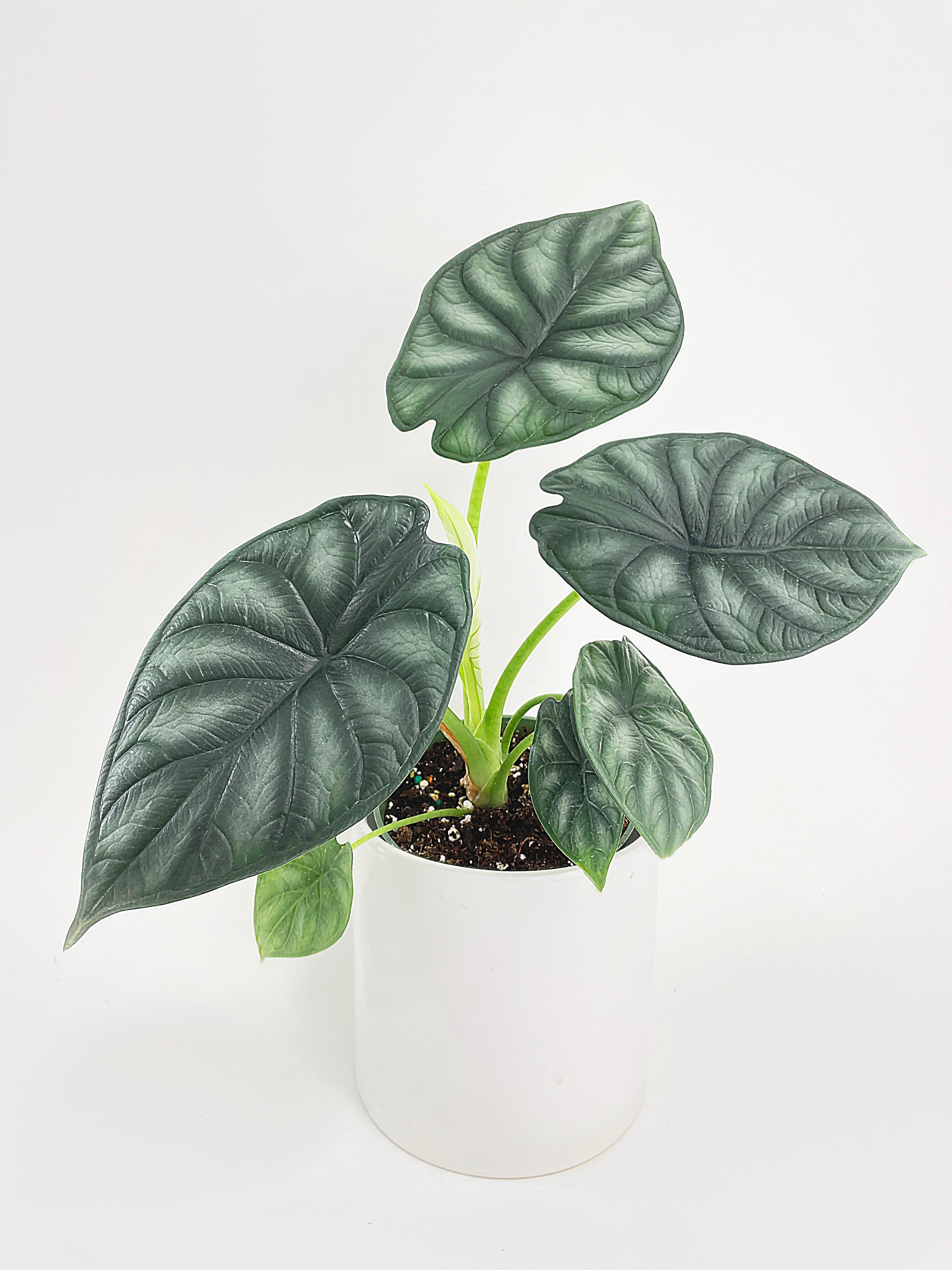 Alocasia Baginda 'Dragon Scale' | Heirloom Boulevard