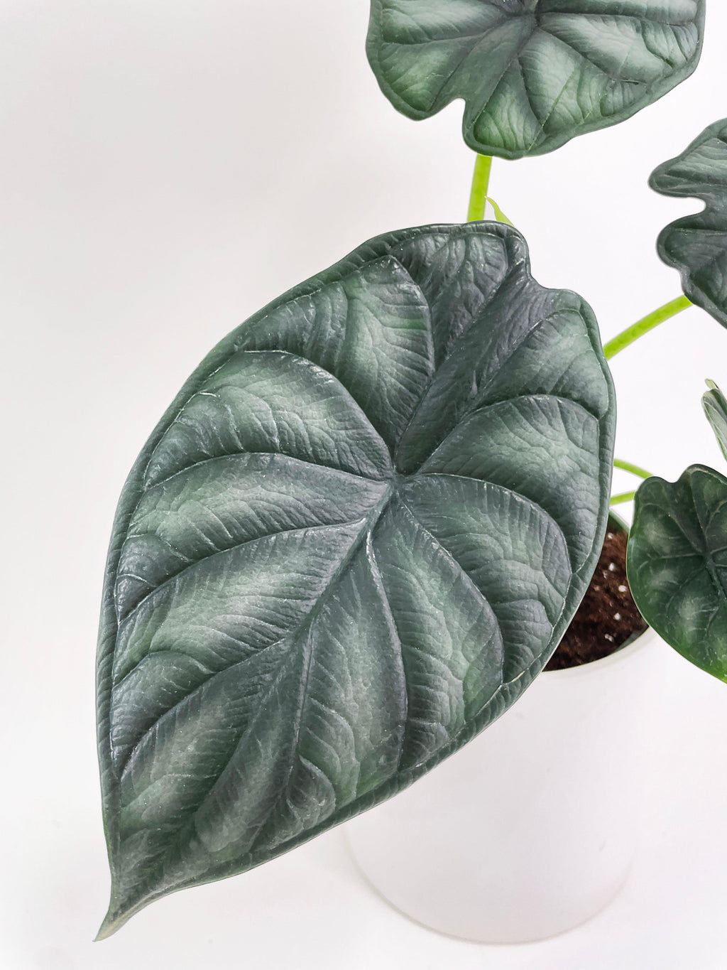 Alocasia Baginda 'Dragon Scale' | Heirloom Boulevard