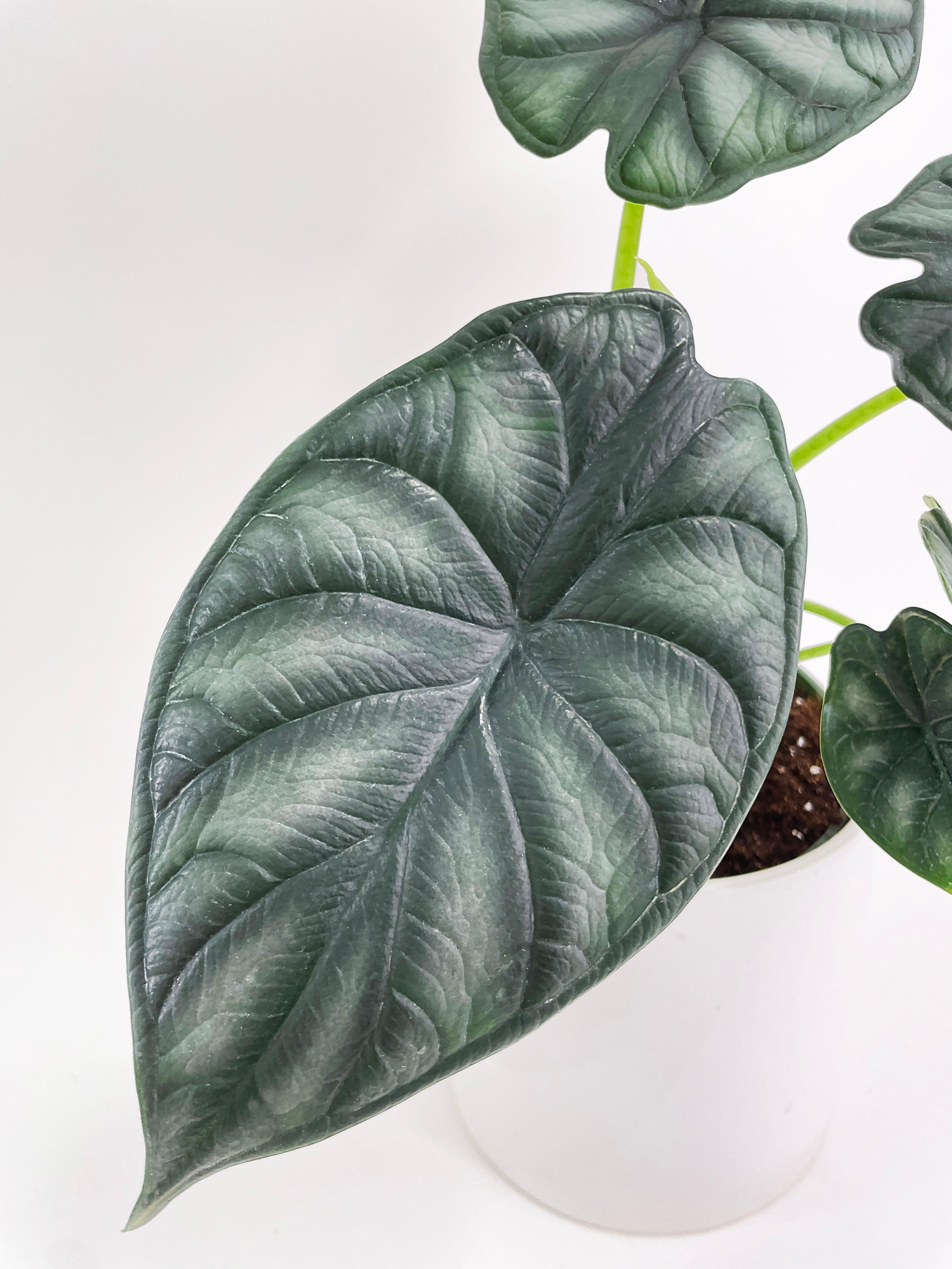 Alocasia Baginda 'Dragon Scale' | Heirloom Boulevard