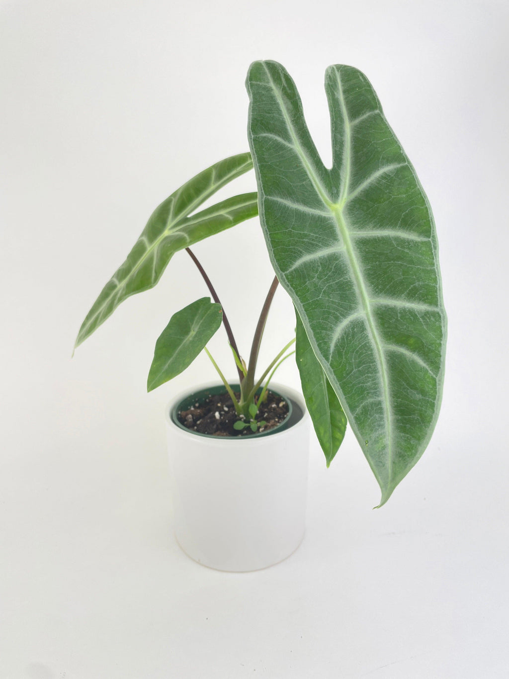 Alocasia Dragon Tooth Longiloba XL | Heirloom Boulevard