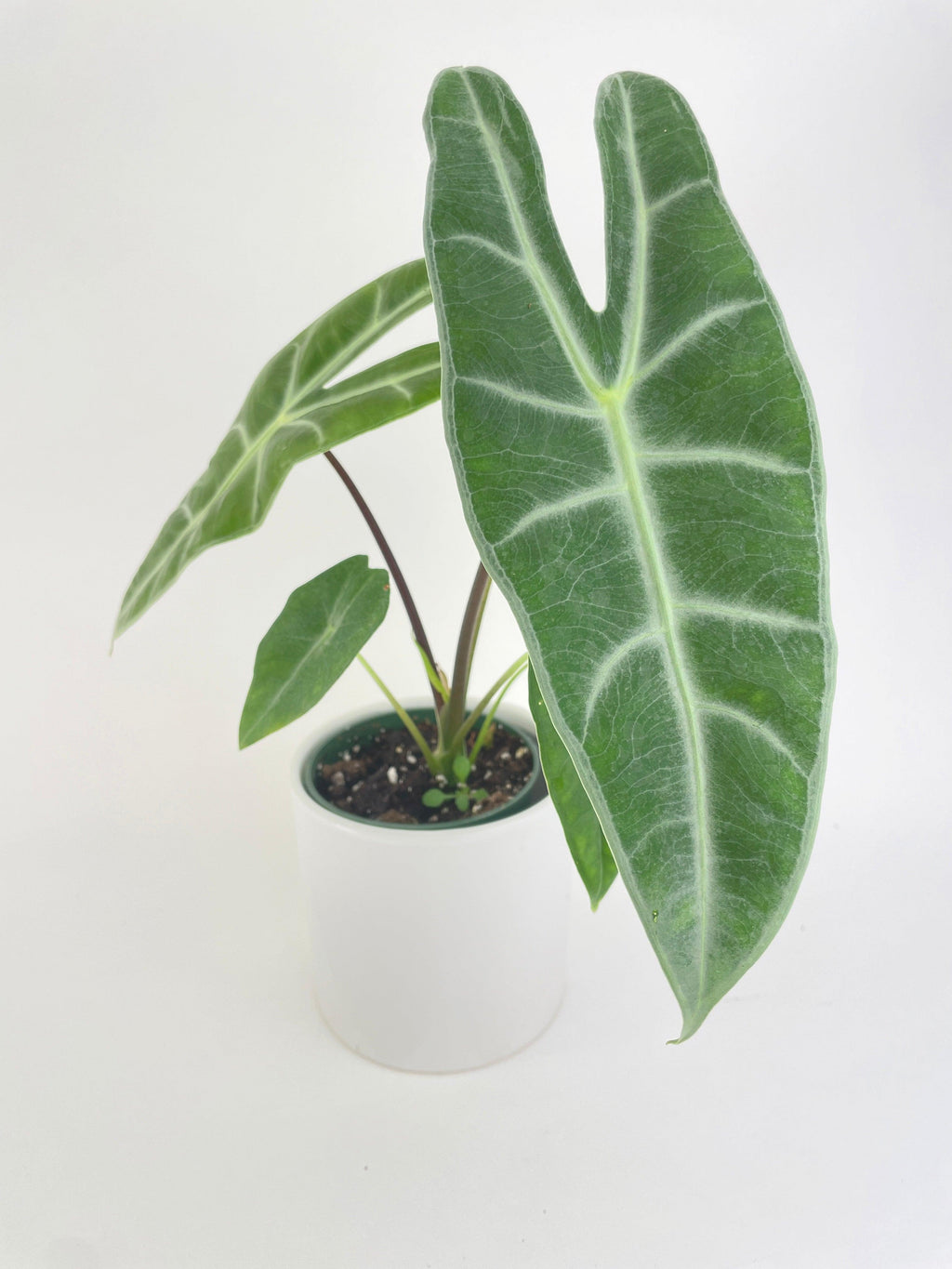 Alocasia Dragon Tooth Longiloba | Heirloom Boulevard