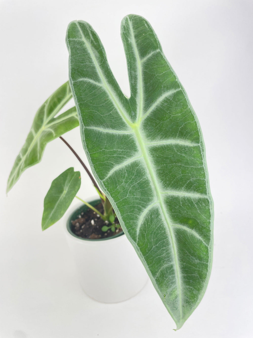 Alocasia Dragon Tooth Longiloba | Heirloom Boulevard