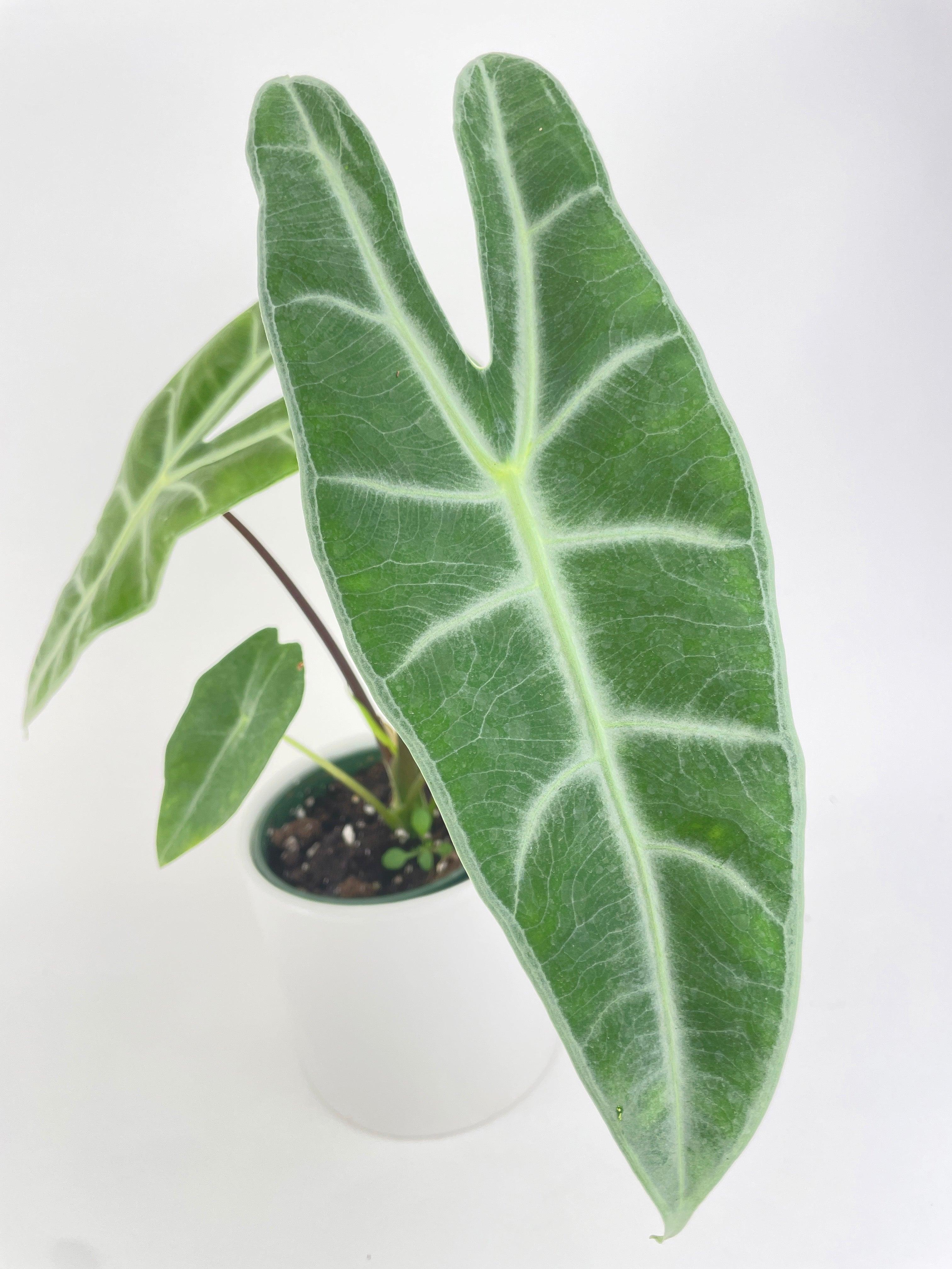 Alocasia Dragon Tooth Longiloba | Heirloom Boulevard