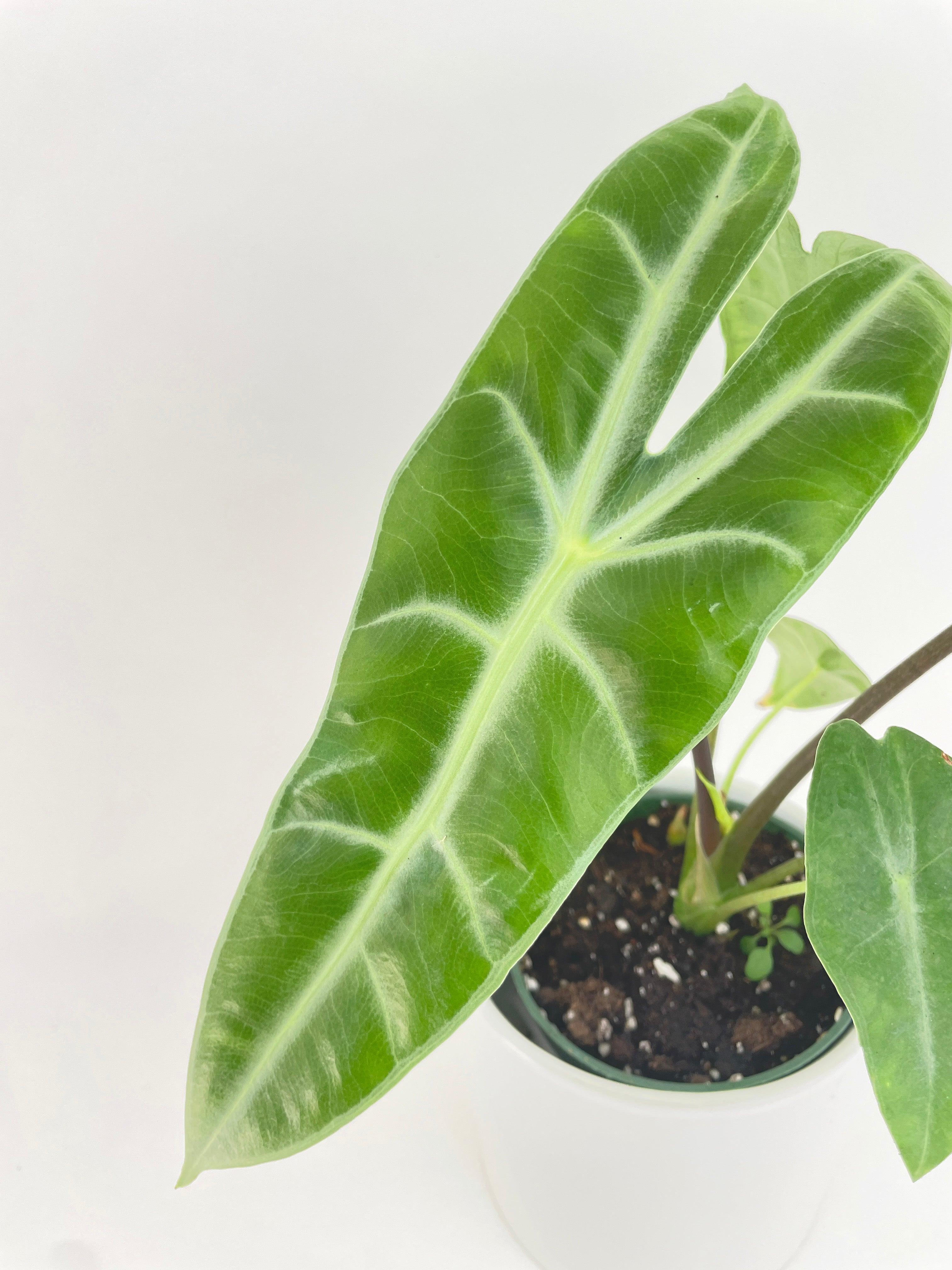 Alocasia Dragon Tooth Longiloba | Heirloom Boulevard