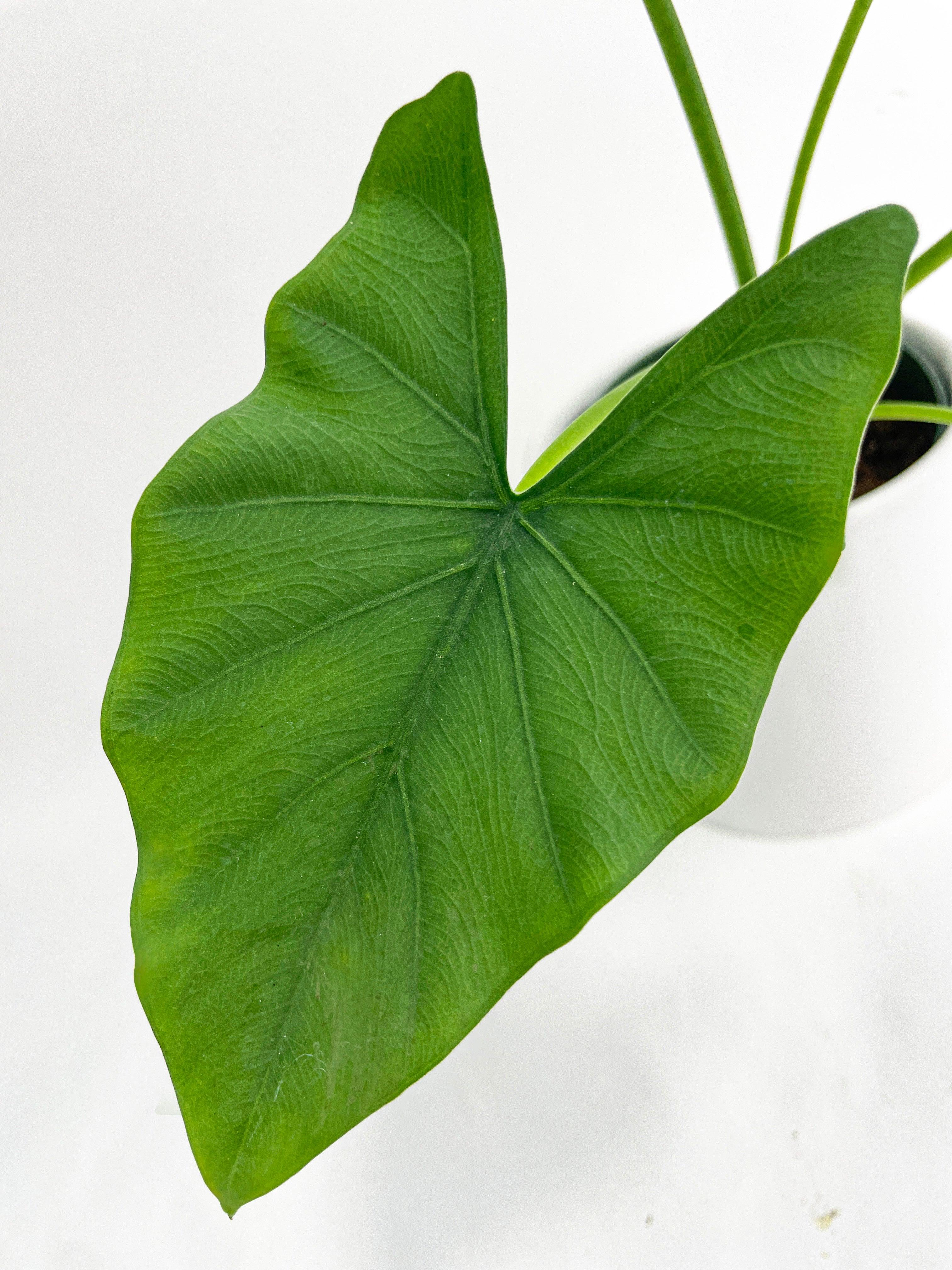 Alocasia Puber 'Green Goddess' | Heirloom Boulevard