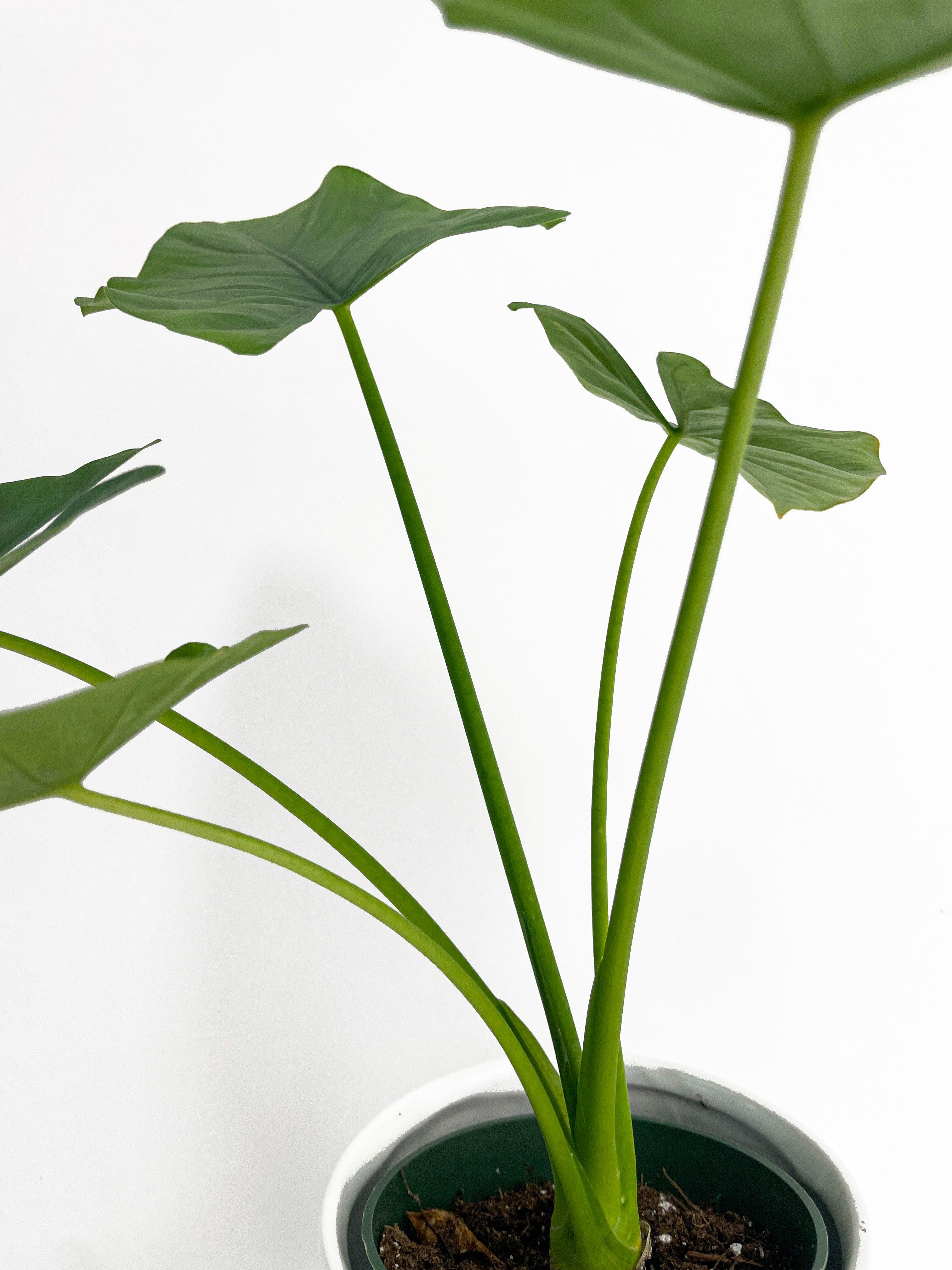 Alocasia Puber 'Green Goddess' | Heirloom Boulevard